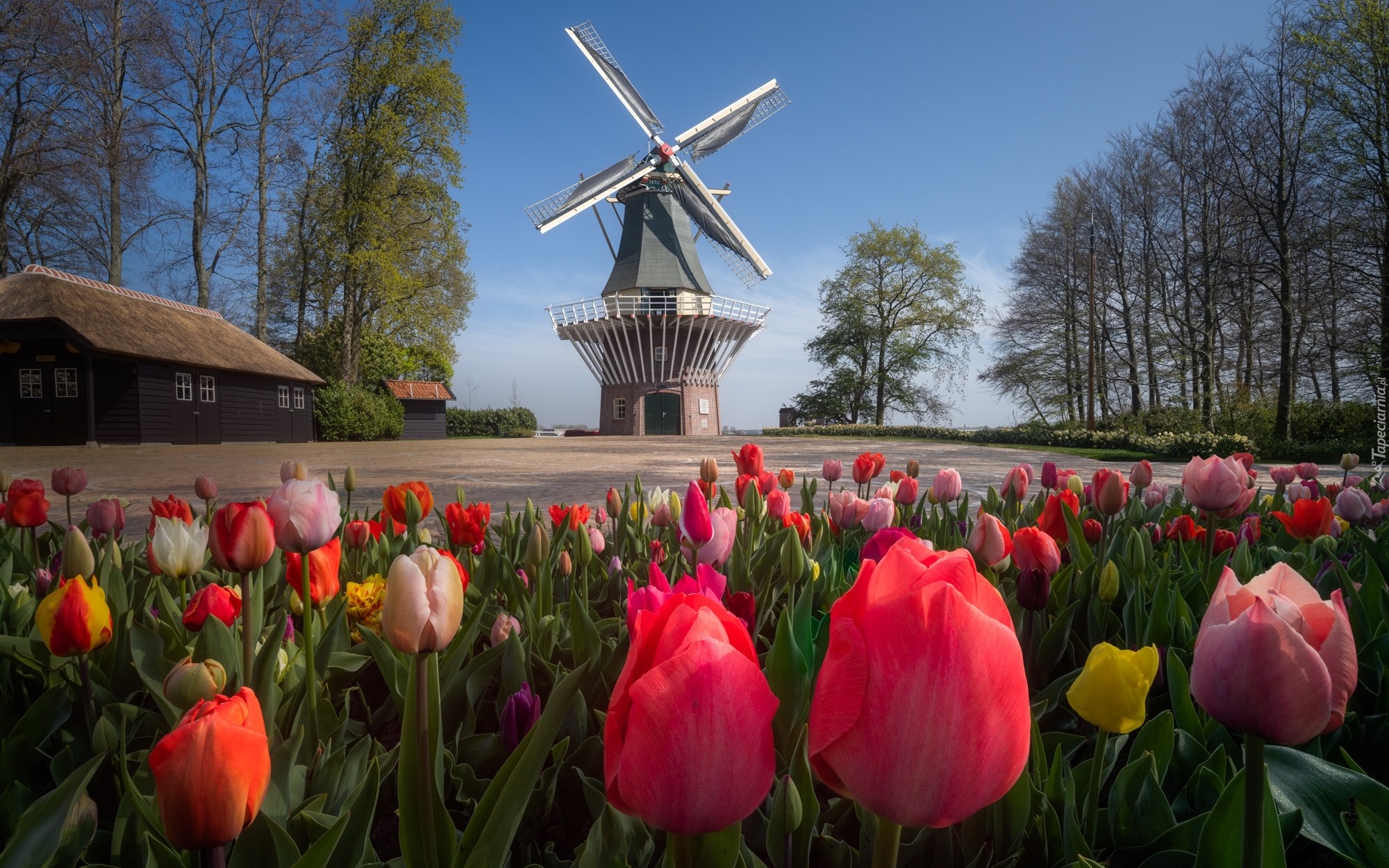 Ogród, Wiatrak, Tulipany, Drzewa, Keukenhof, Holandia