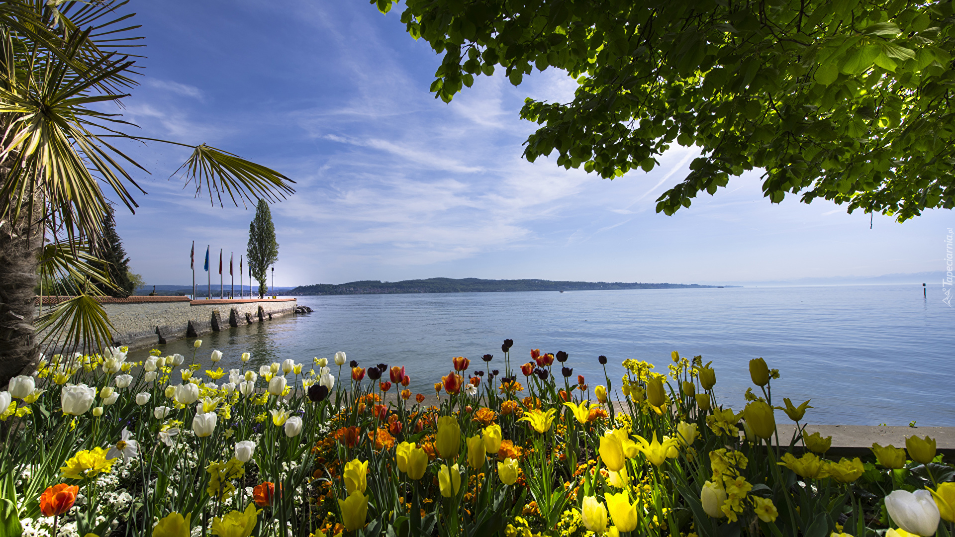 Niemcy, Wyspa Mainau Bay, Jezioro Bodeńskie, Tulipany