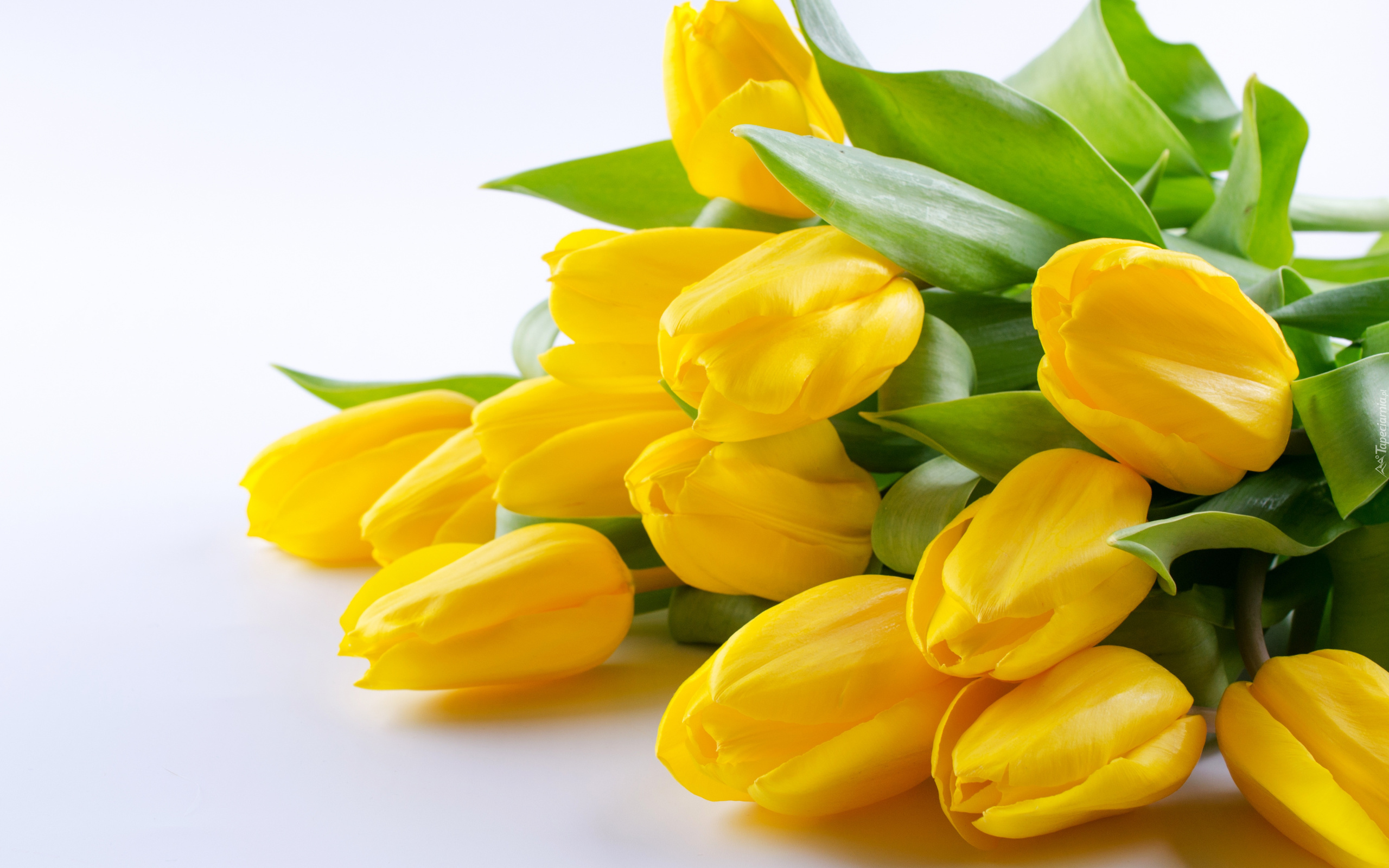 Żółte, Tulipany, Białe tło