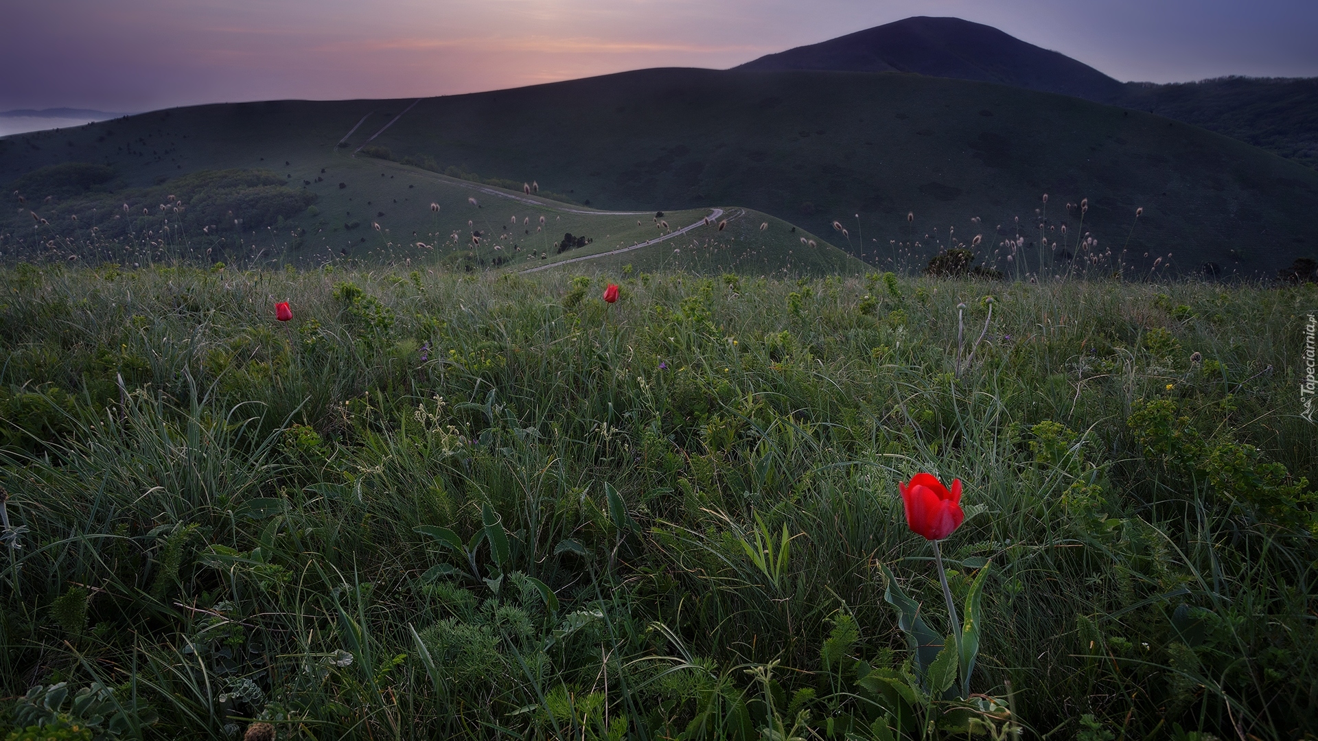 Góry Markotchskie, Wzgórza, Łąka, Tulipany, Kraj Krasnodarski, Rosja