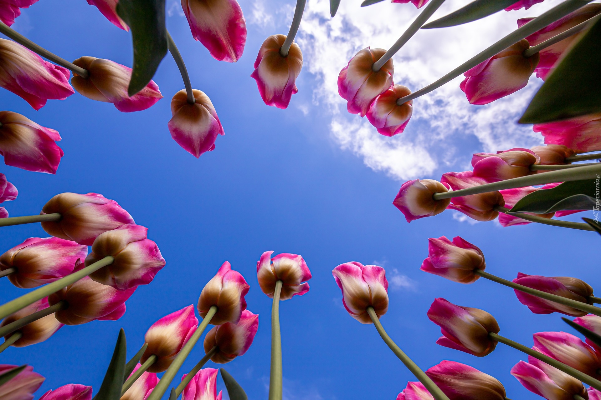 Kwiaty, Tulipany, Niebo, Chmury