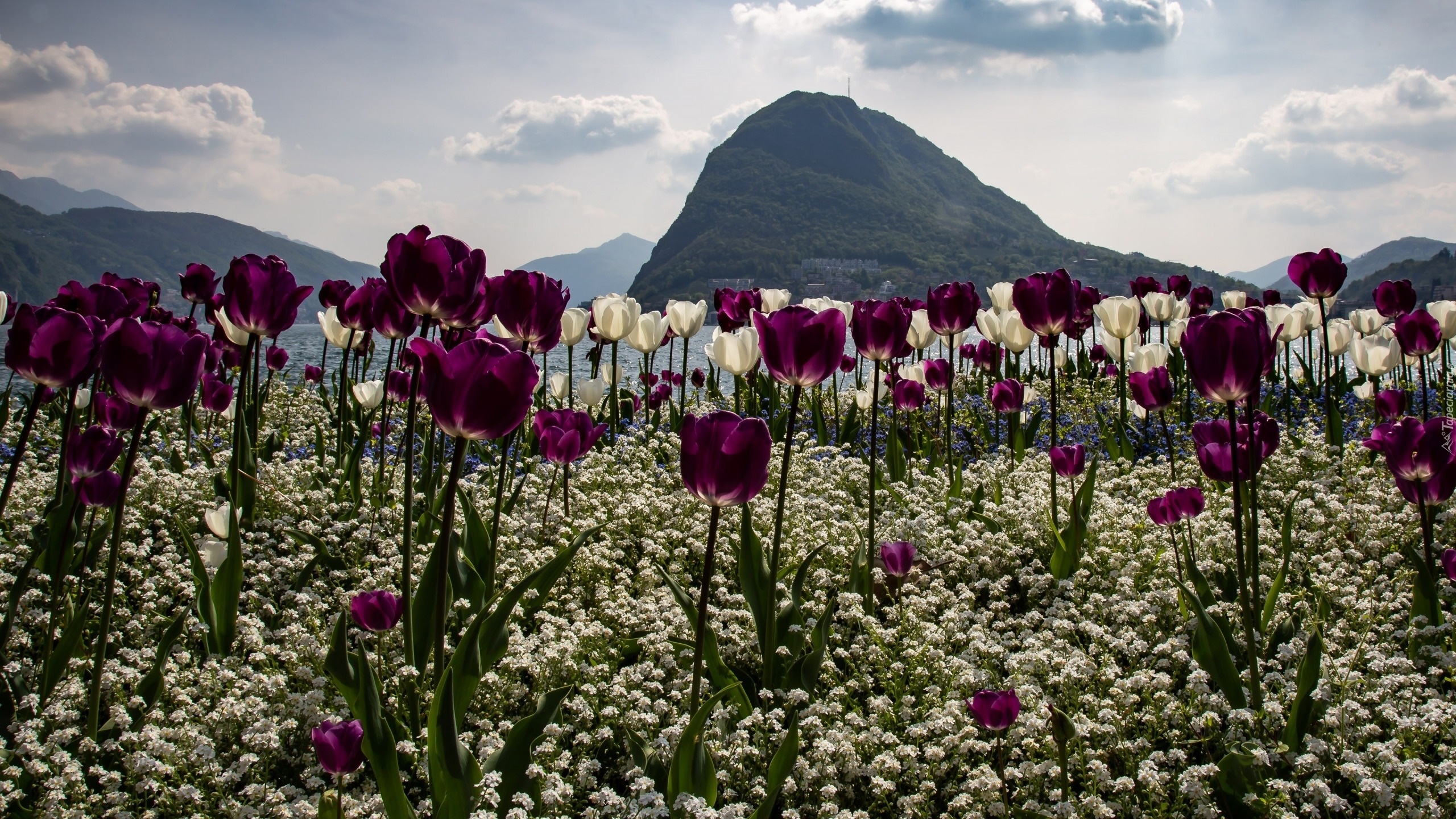 Tulipany, Kwiaty, Ocean, Góry, Niebo