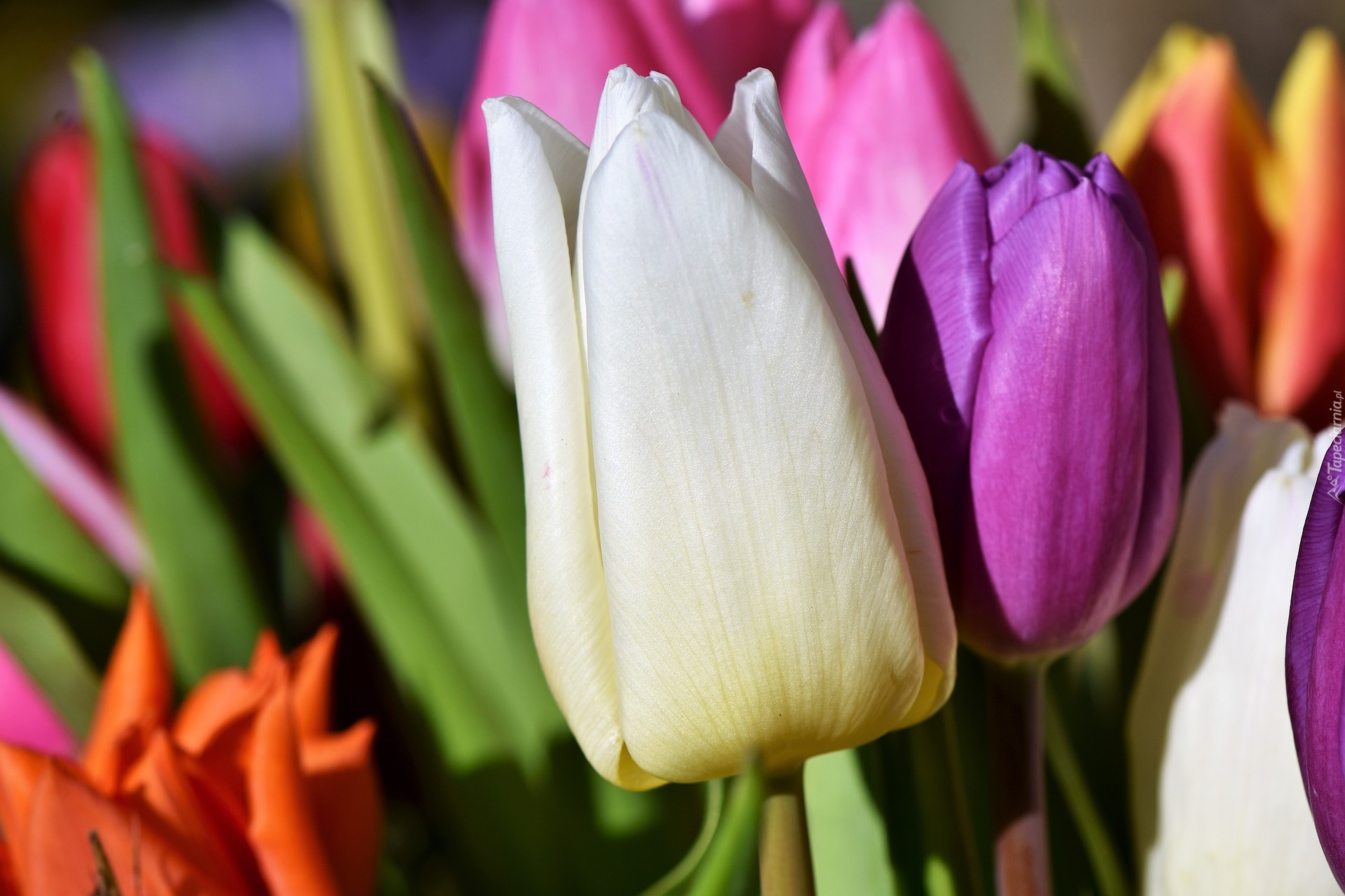 Kwiaty, Kolorowe, Tulipany, Zbliżenie