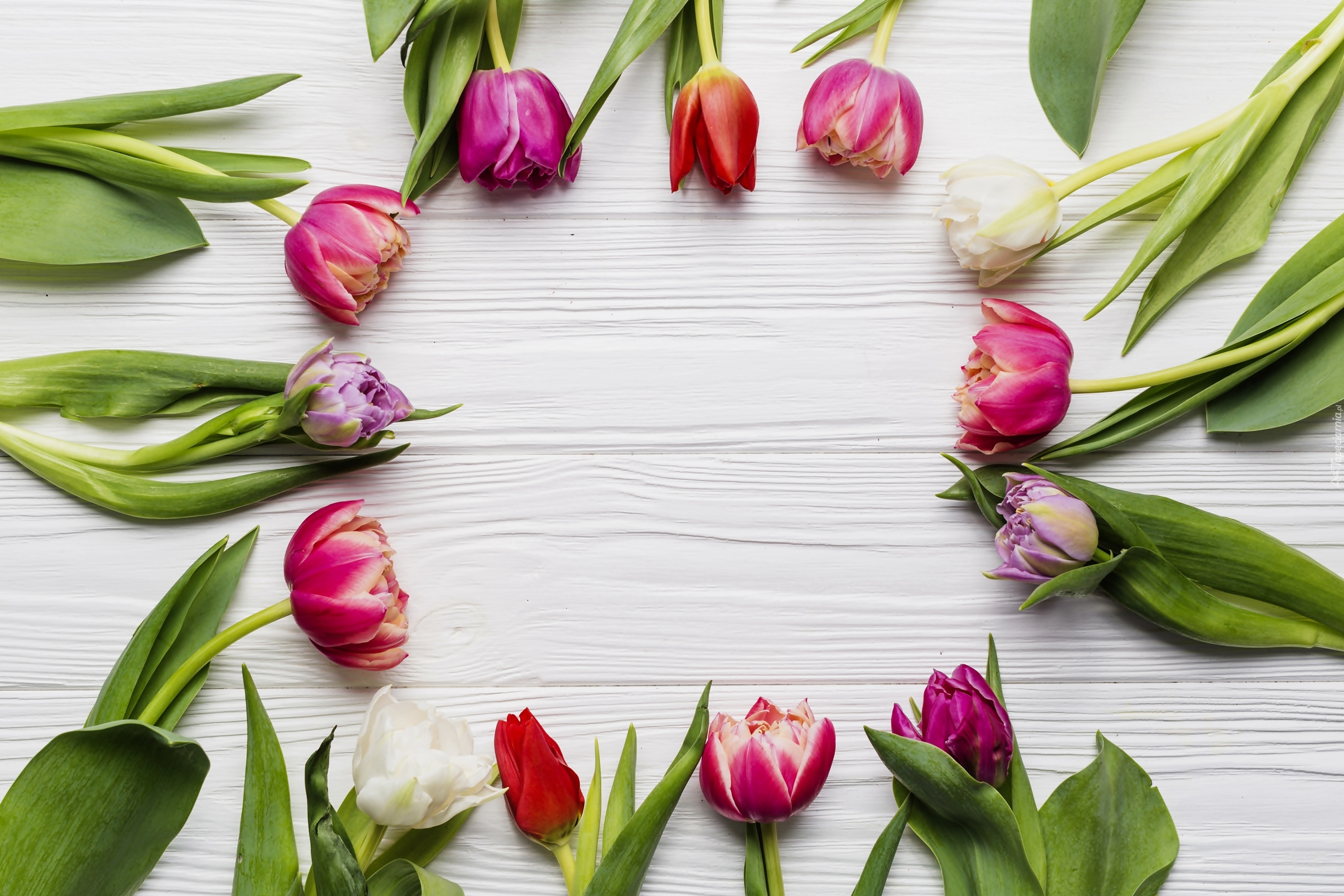 Tulipany, Białe, Deski