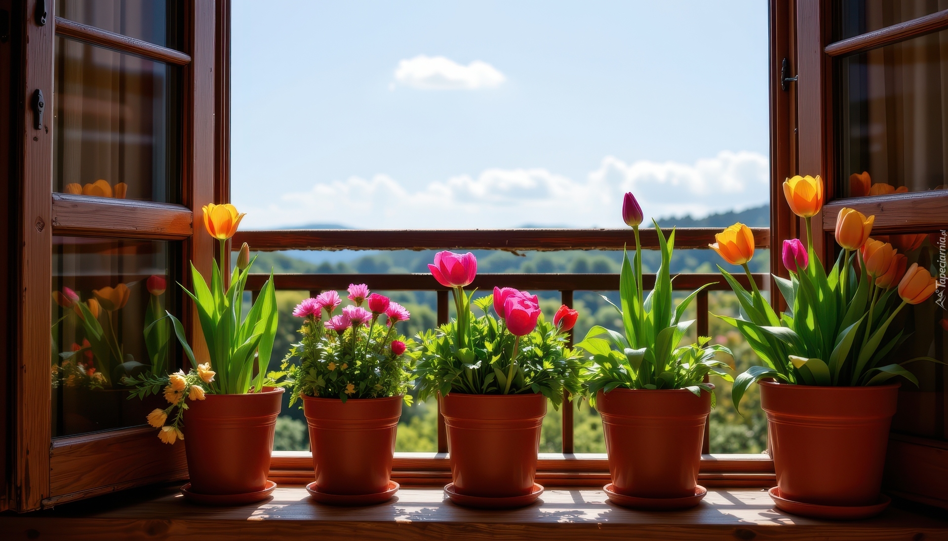Kwiaty, Tulipany, Doniczki, Parapet, Okno