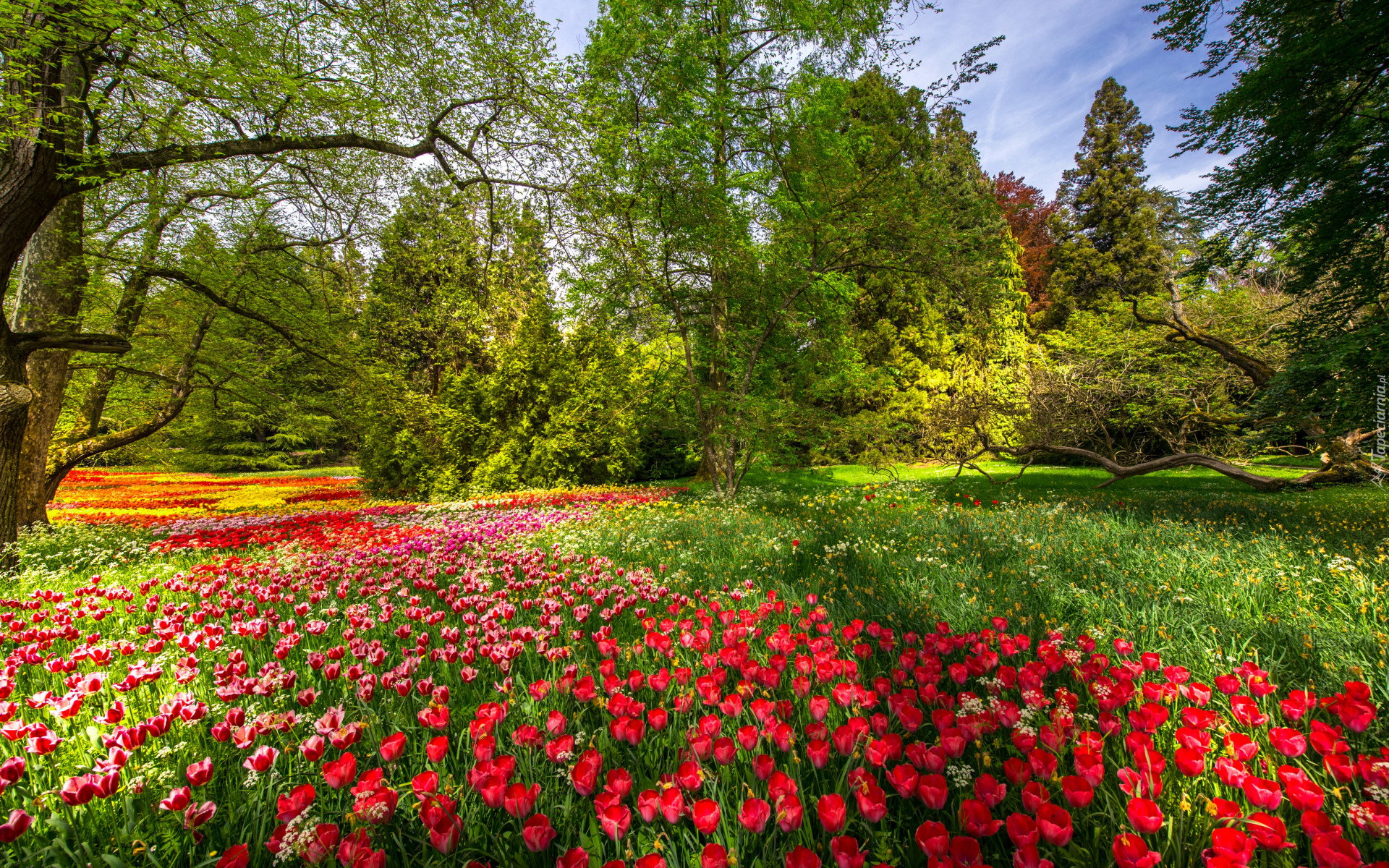 Wiosna, Park, Ogród, Drzewa, Gałęzie, Kwiaty, Kolorowe, Tulipany, Badenia-Wirtembergia, Wyspa Mainau, Niemcy