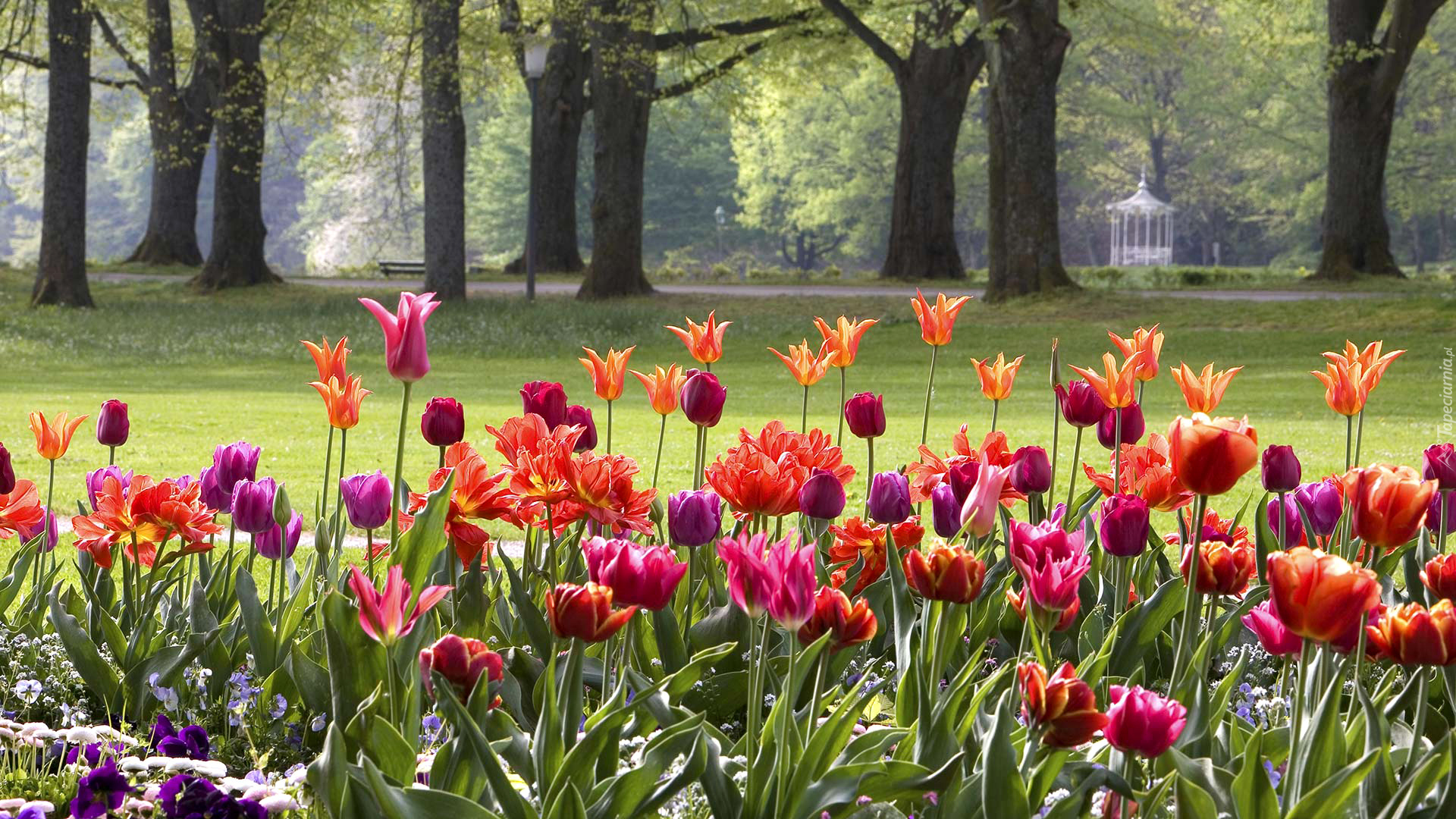 Niemcy, Baden-Baden, Wiosna, Park, Tulipany, Drzewa