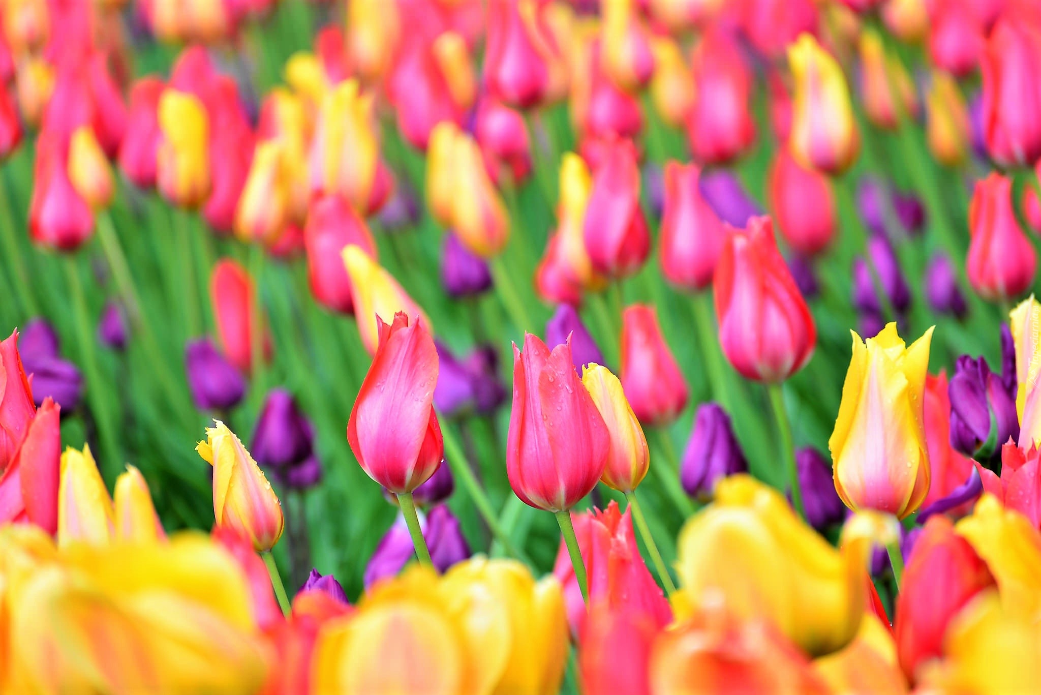 Pole, Tulipany, Kolorowe