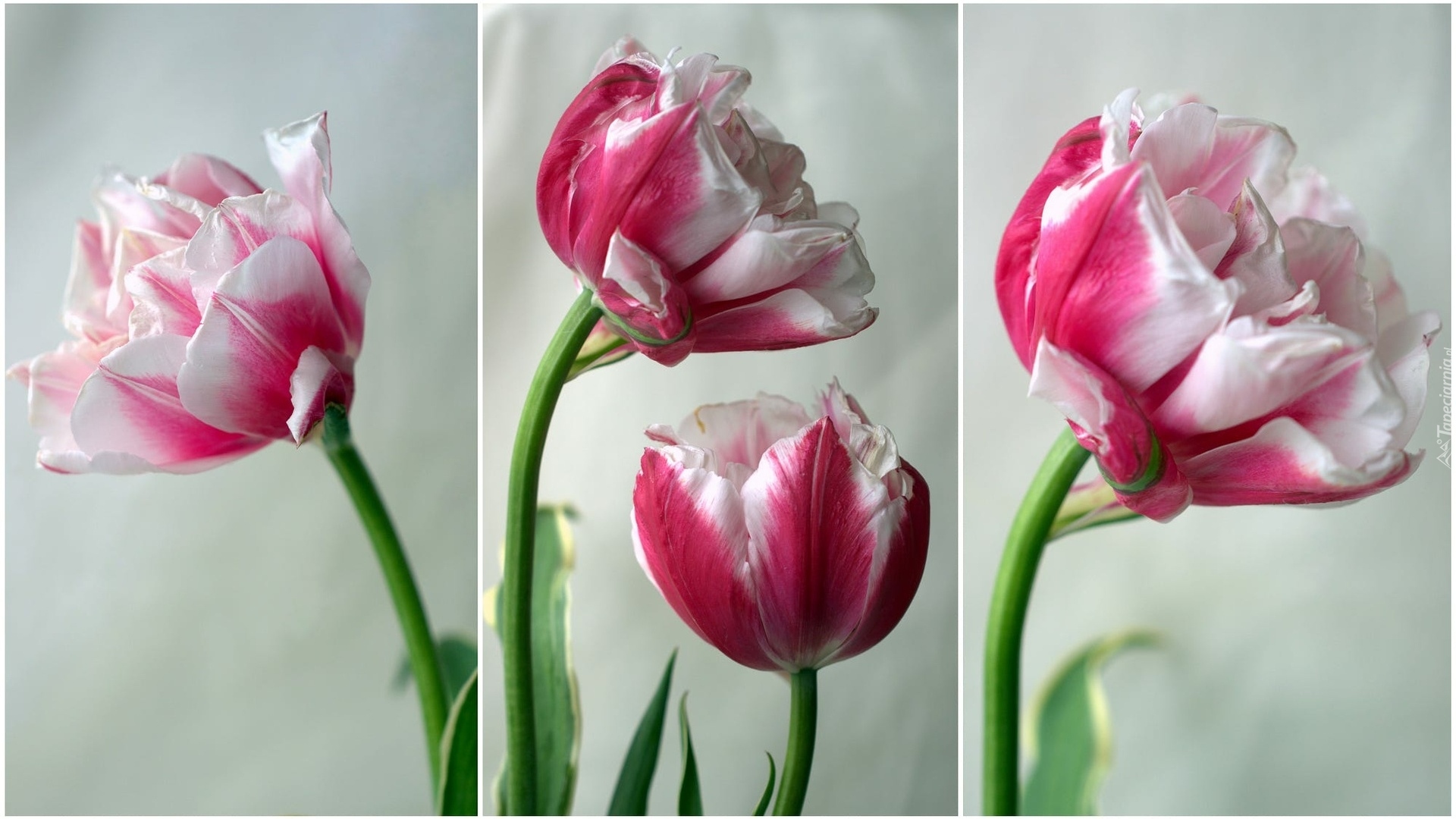 Biało-różowe, Rozkwitające, Tulipany