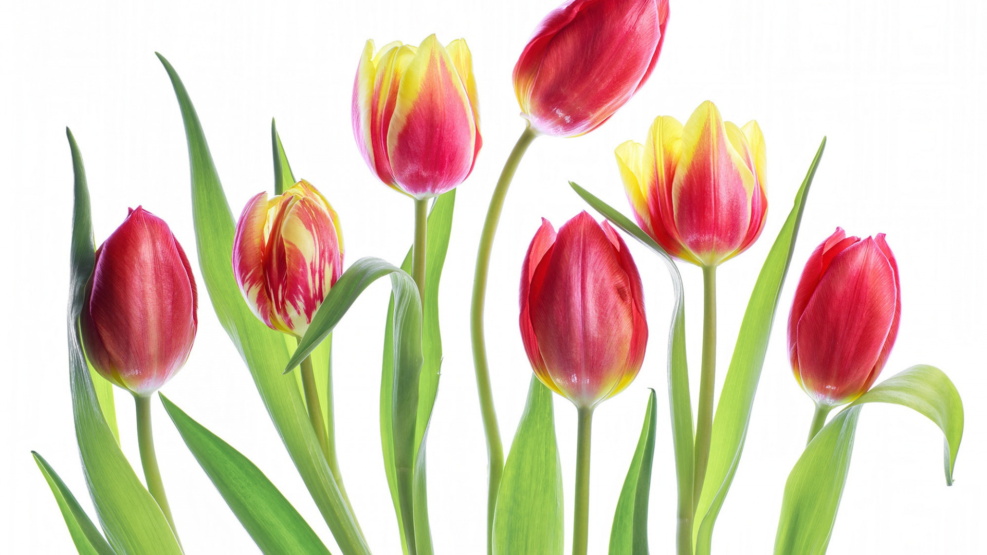 Kwiaty, Tulipany, Białe tło