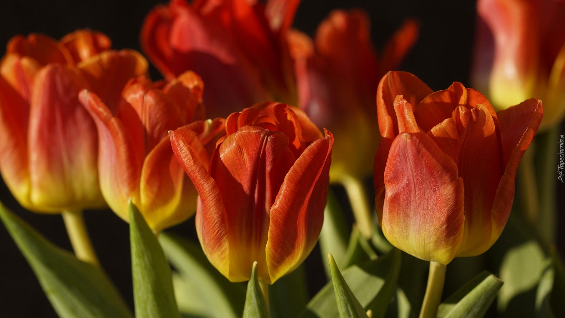 Tulipany, Żółto-czerwone, Zbliżenie
