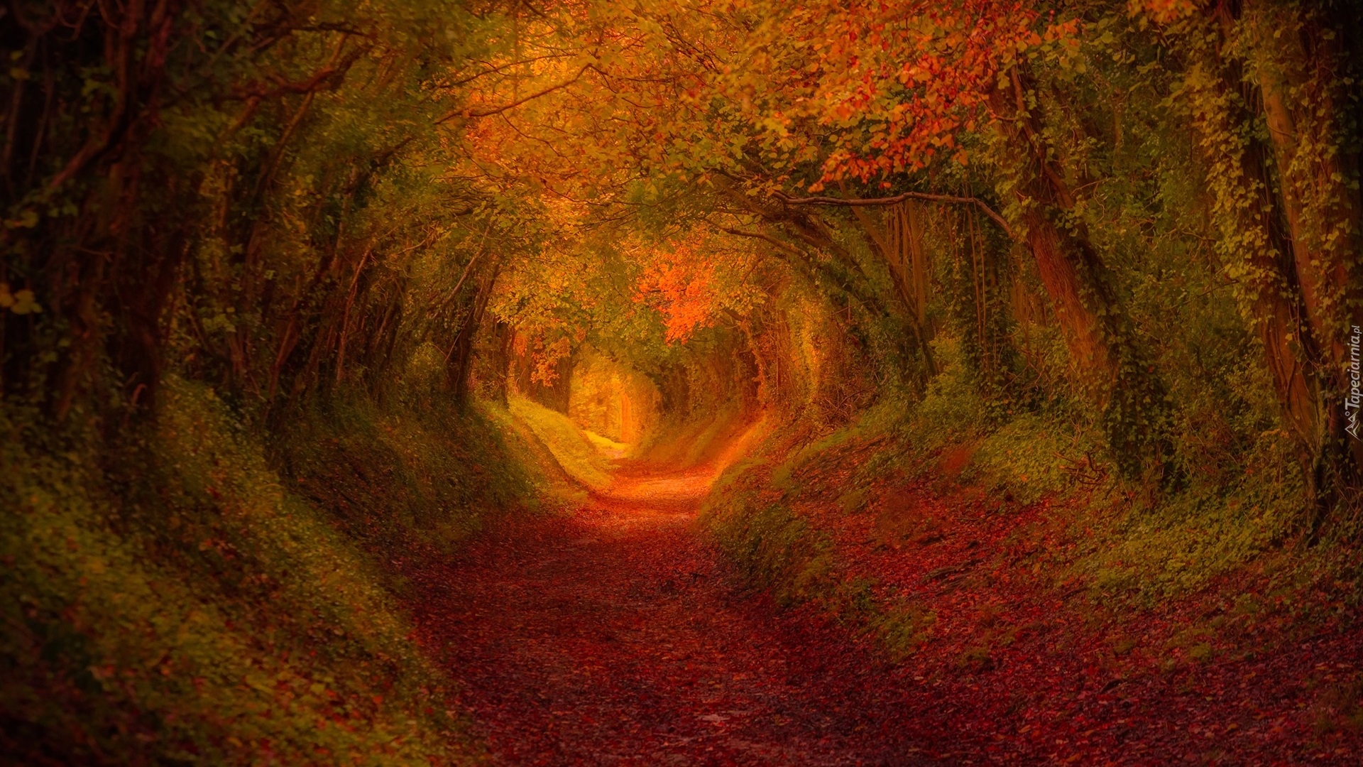 Las, Droga, Tunel, Drzewa, Jesień