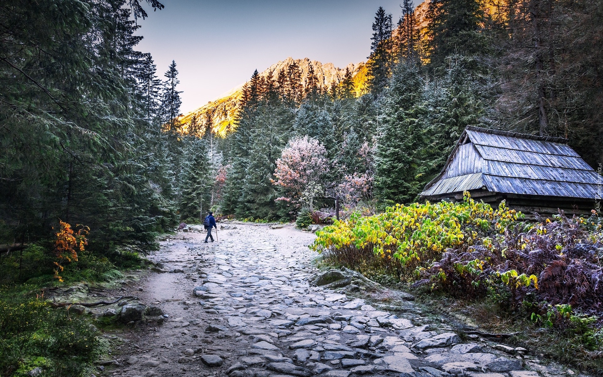 Polska, Góry, Tatry, Drzewa, Dom, Człowiek, Droga