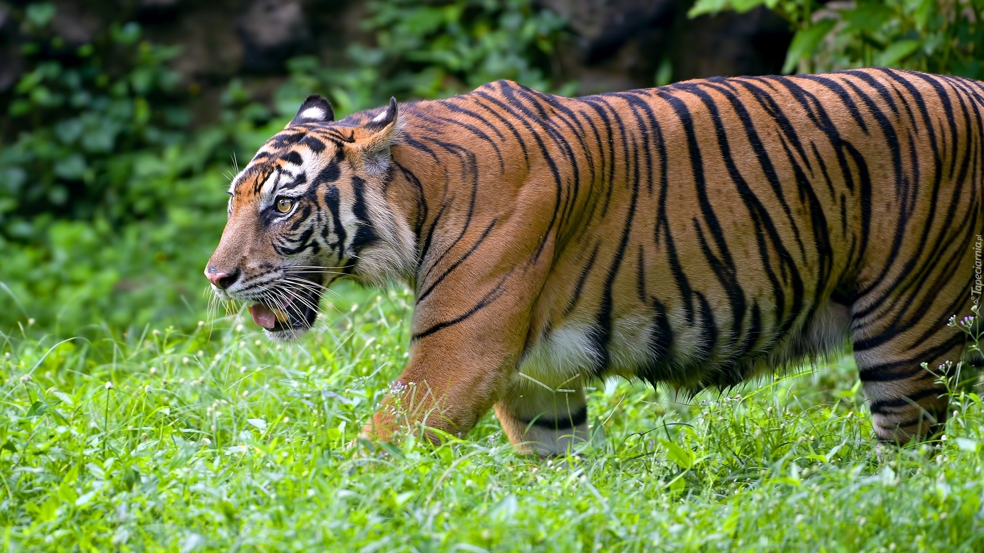 Tygrys bengalski, Zbliżenie, Trawa