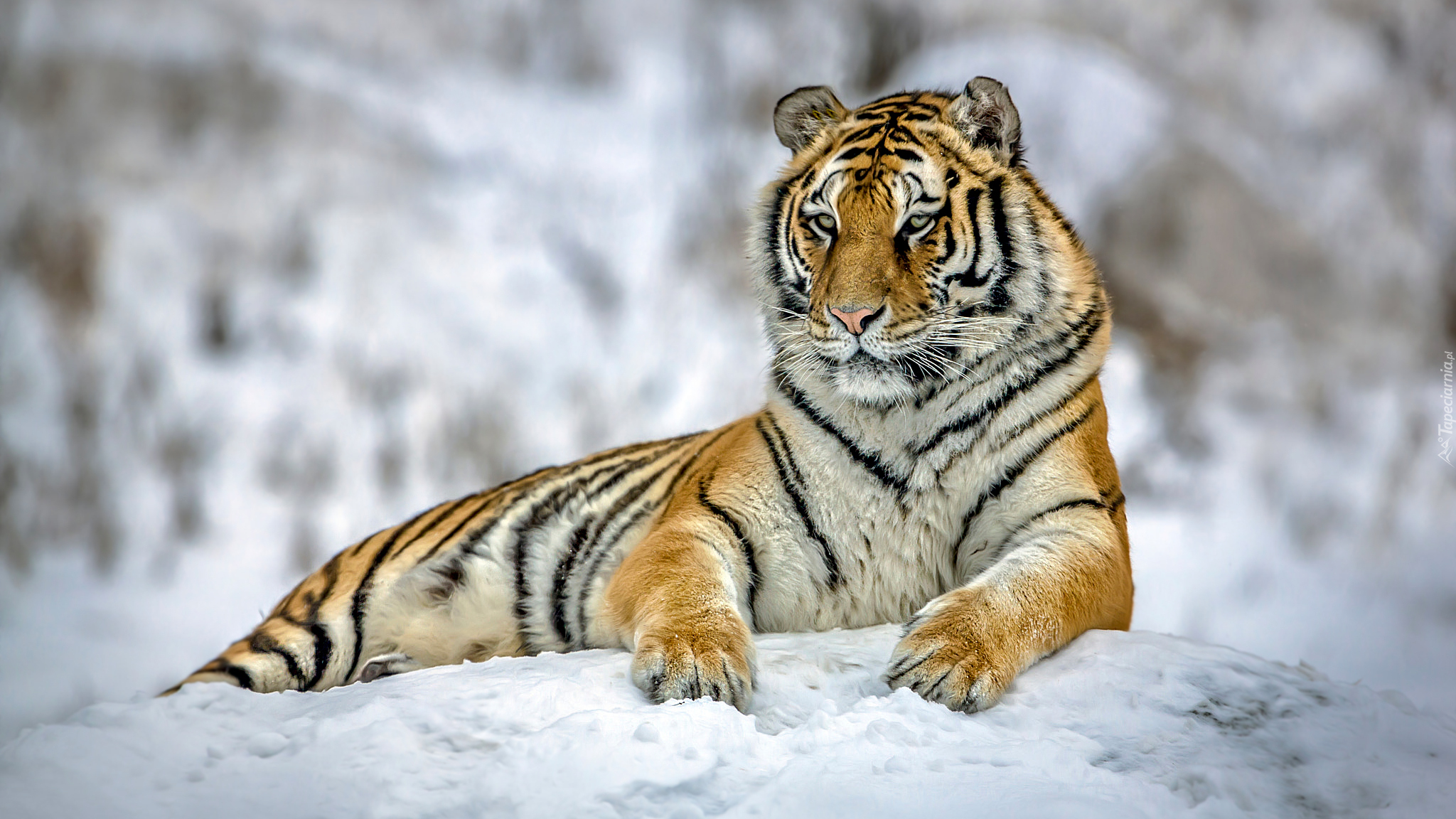 Tygrys, Śnieg, Zbliżenie