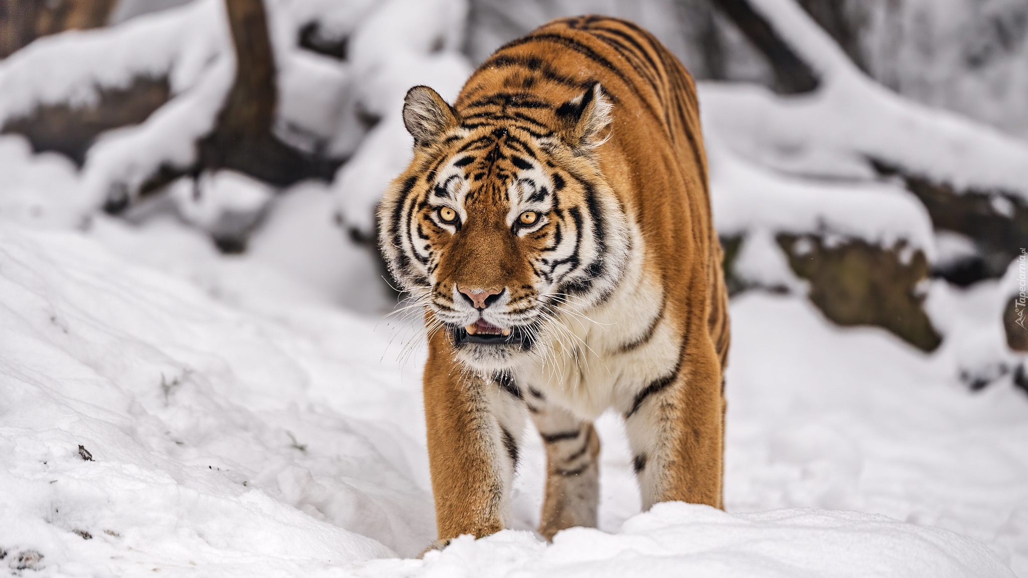 Tygrys syberyjski, Zima, Śnieg
