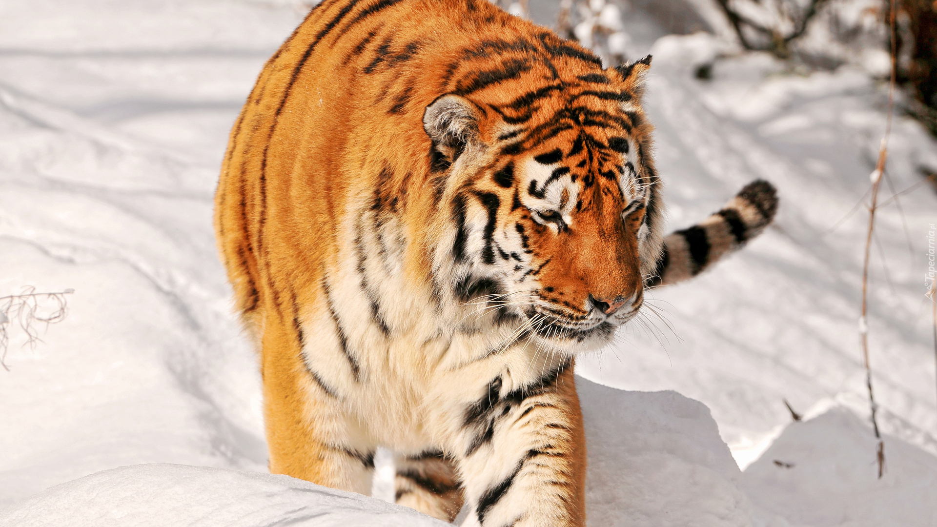 Tygrys, Głęboki, Śnieg