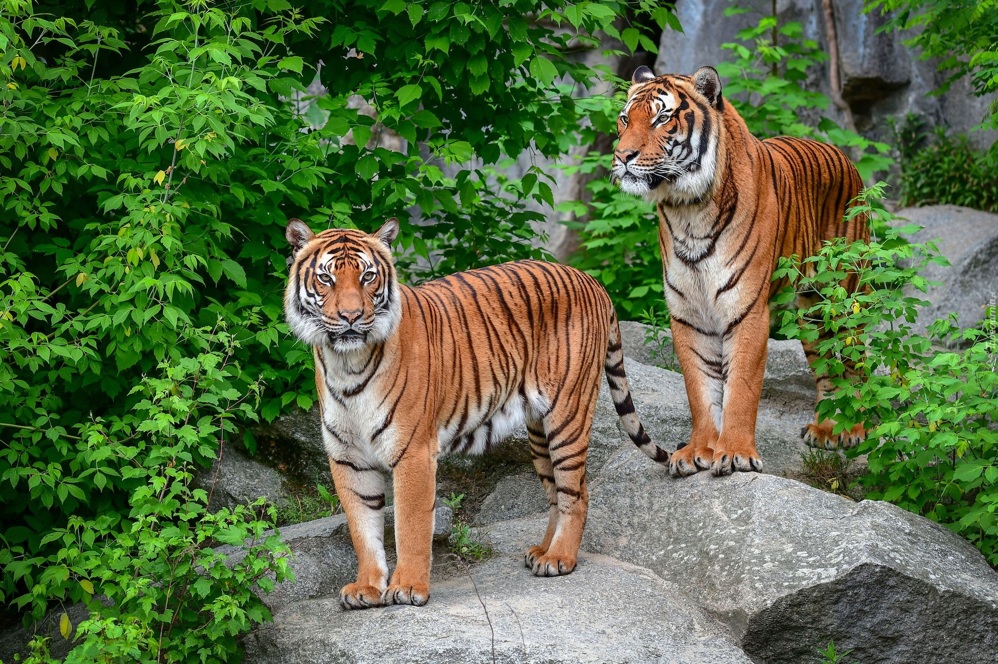 Дикие амурские тигры. Уссурийский тигр и Амурский тигр. Амурский тигр Panthera Tigris altaica. Уссурийский тигр. Амурский (Уссурийский) тигр.