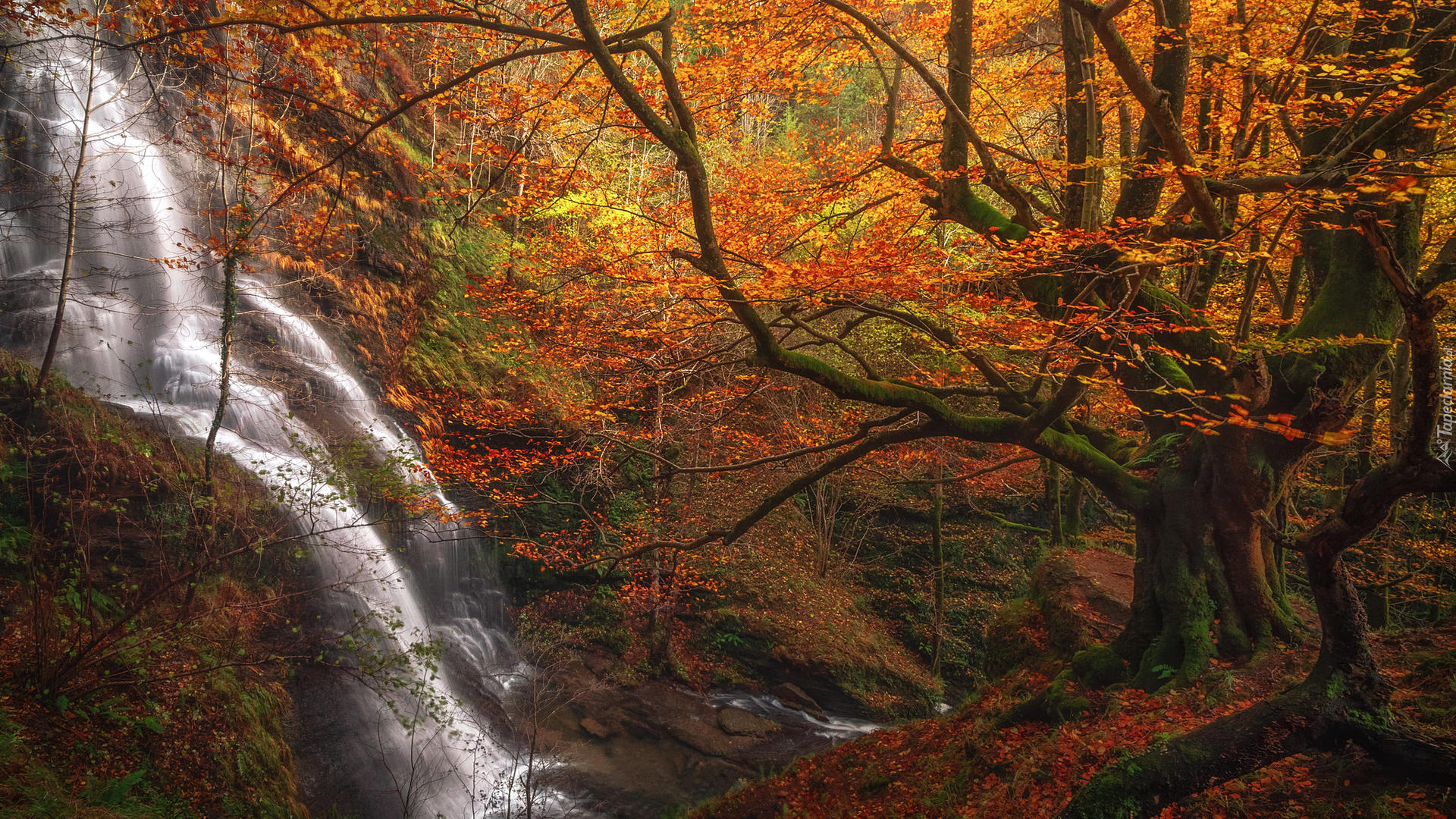 Wodospad, Uguna waterfall, Las, Jesień, Drzewa, Strumień, Park Narodowy Gorbea, Kraj Basków, Hiszpania