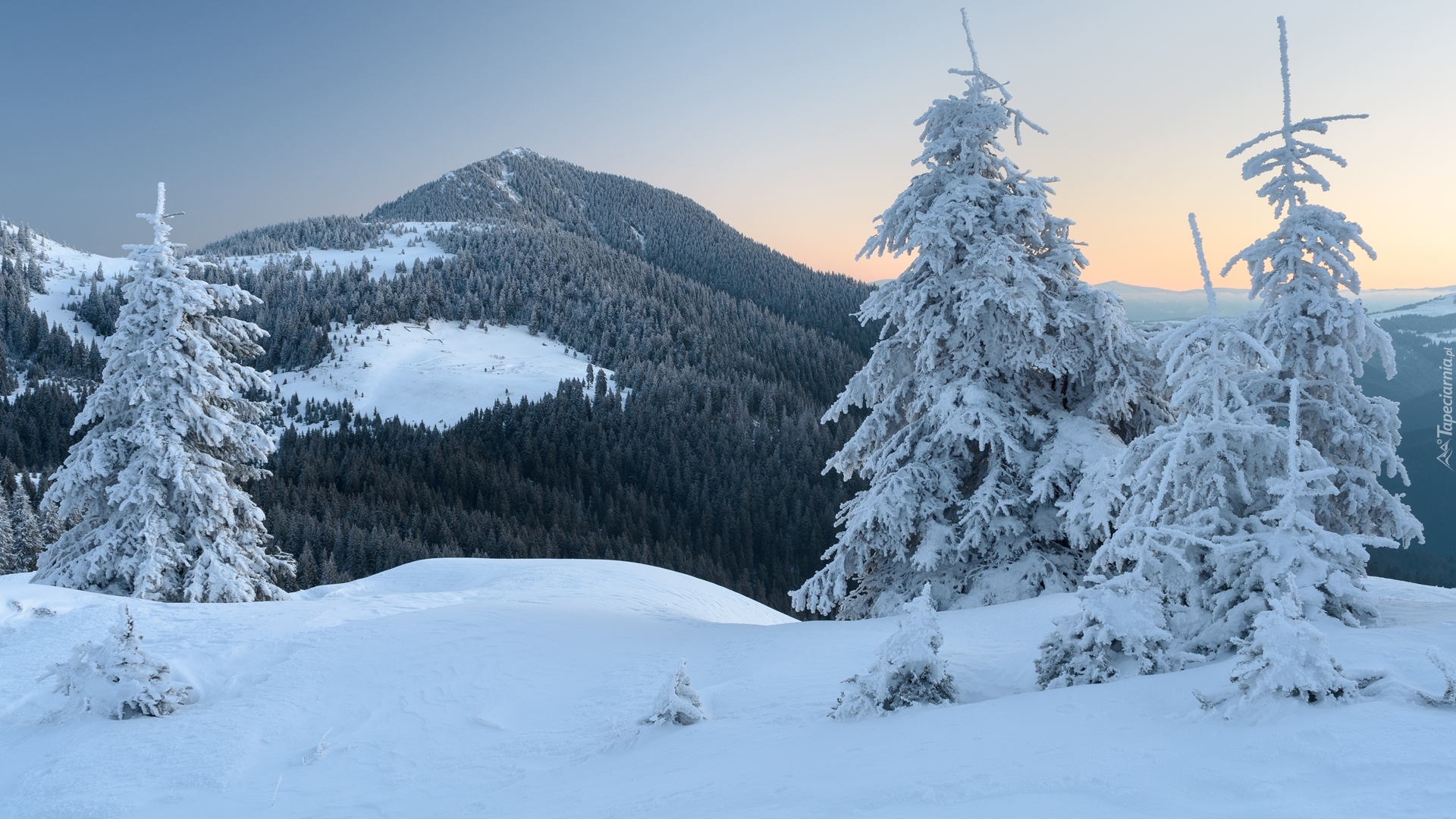 Ukraina, Zima, Góry Karpaty, Las, Świerki