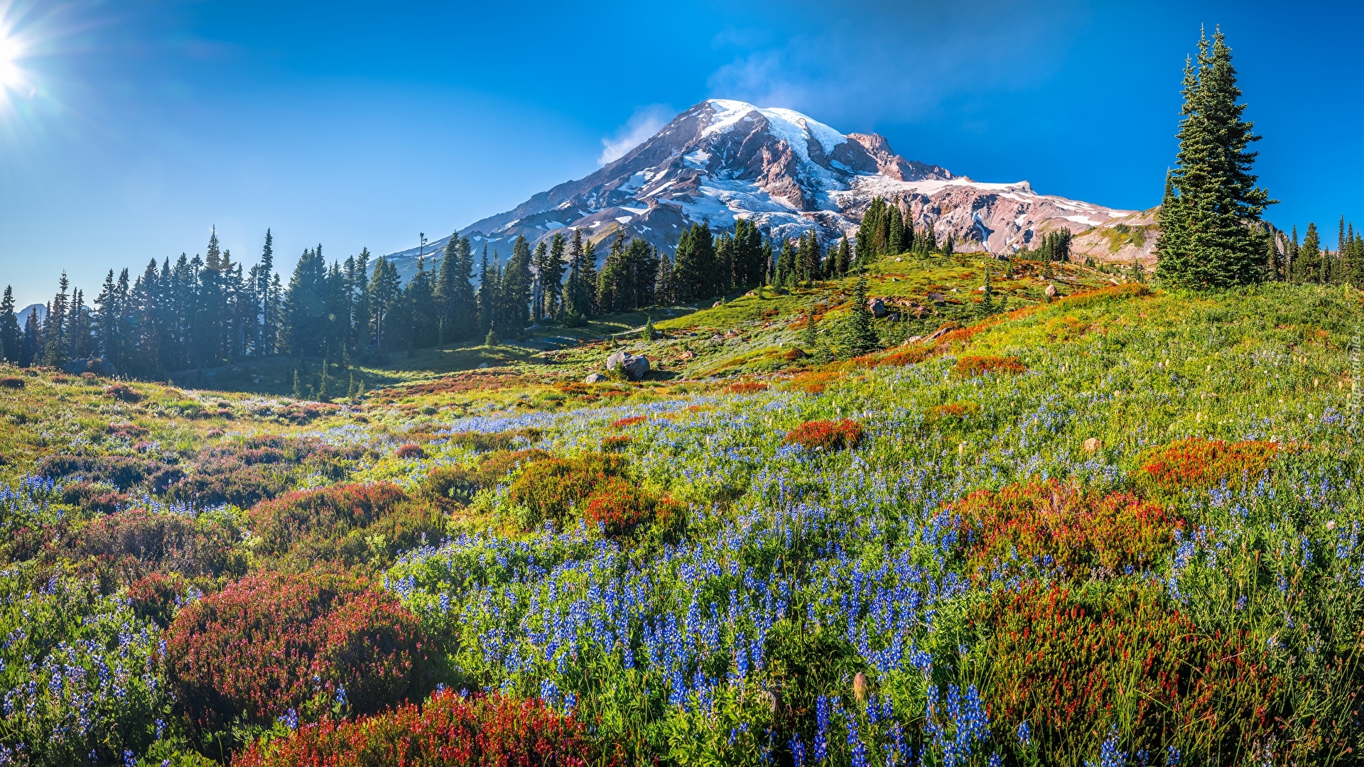 Góry, Stratowulkan, Mount Rainier, Drzewa, Świerki, Łąka, Kwiaty, Park Narodowy Mount Rainier, Stan Waszyngton, Stany Zjednoczone