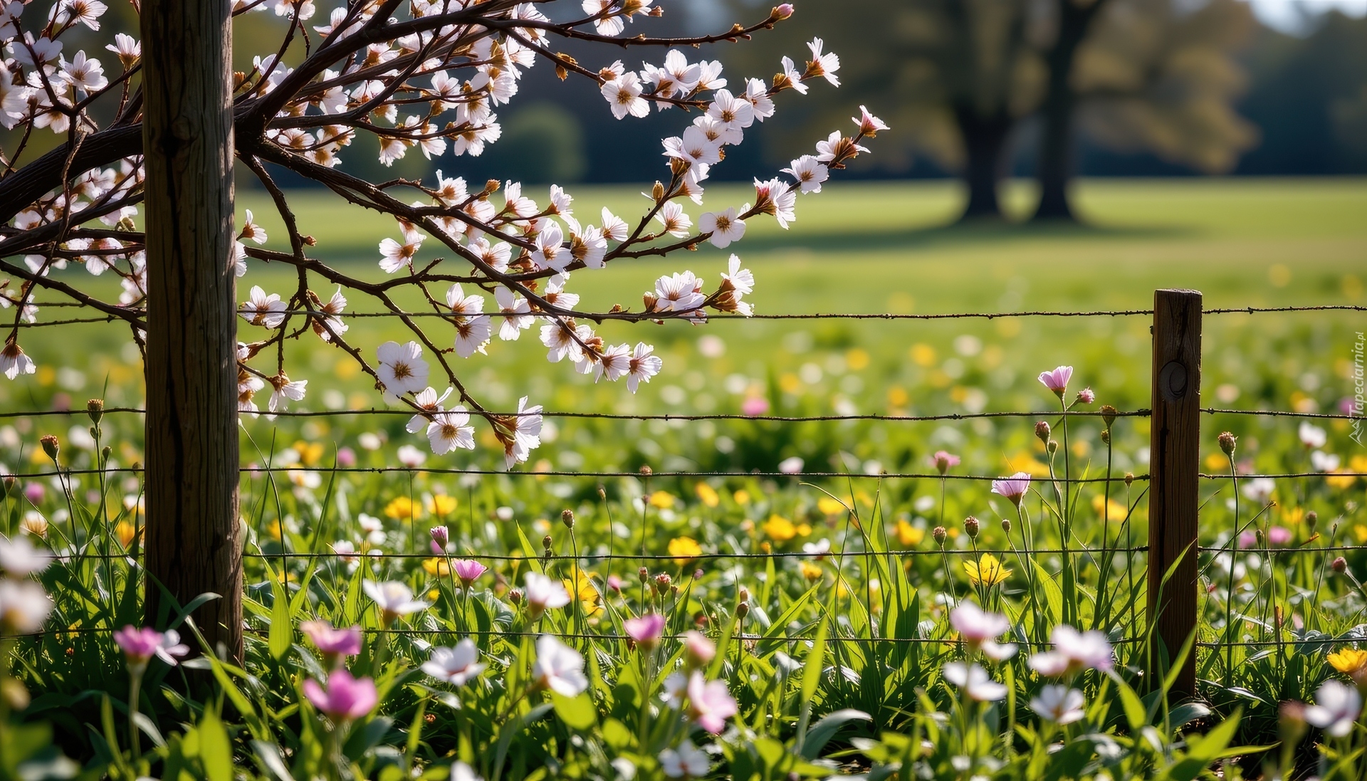 Wiosna, Ukwiecone, Gałązki, Łąka, Kwiaty, Ogrodzenie