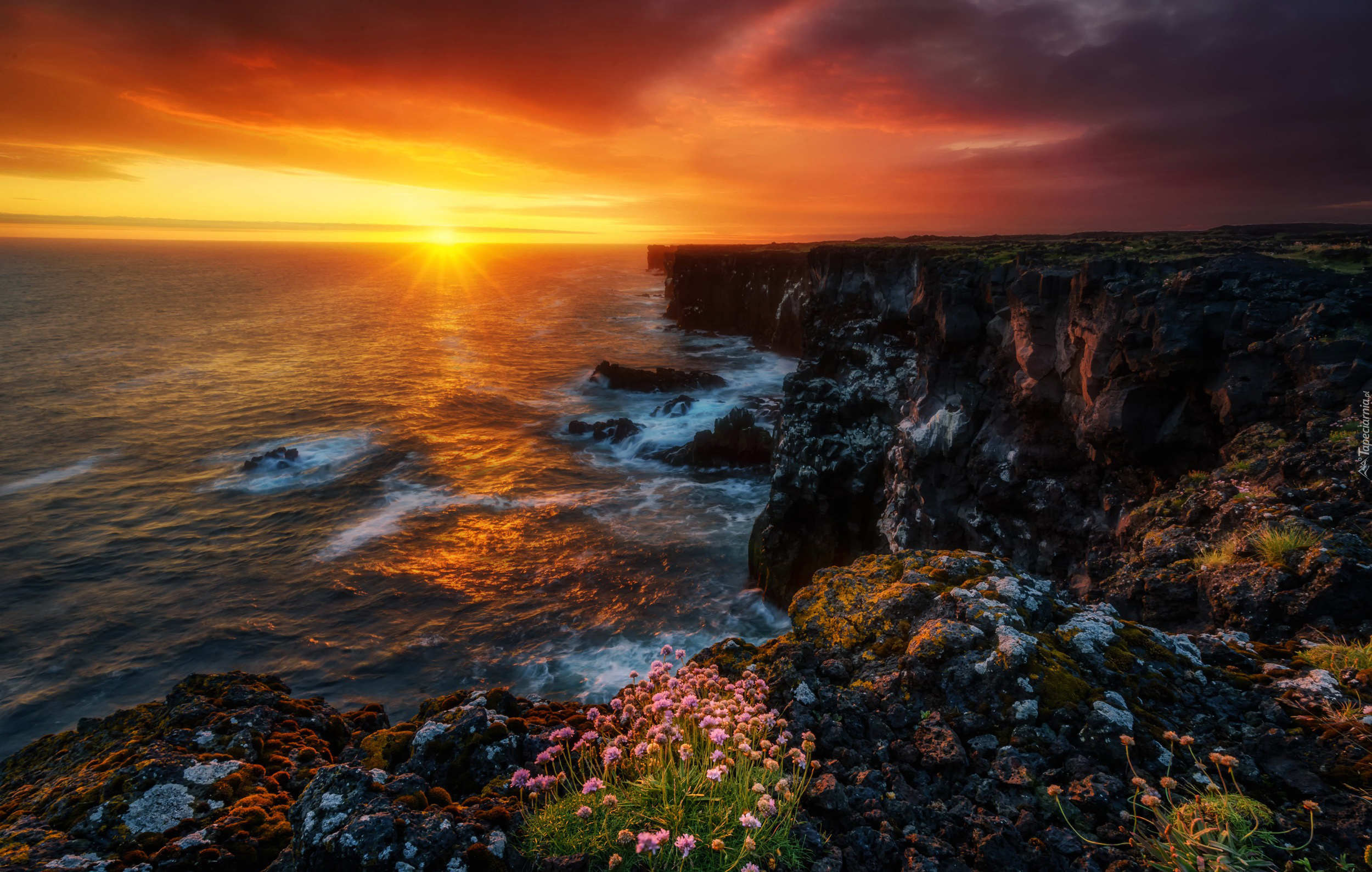 Morze, Skały, Zachód słońca, Kwiaty, Klif, Islandia