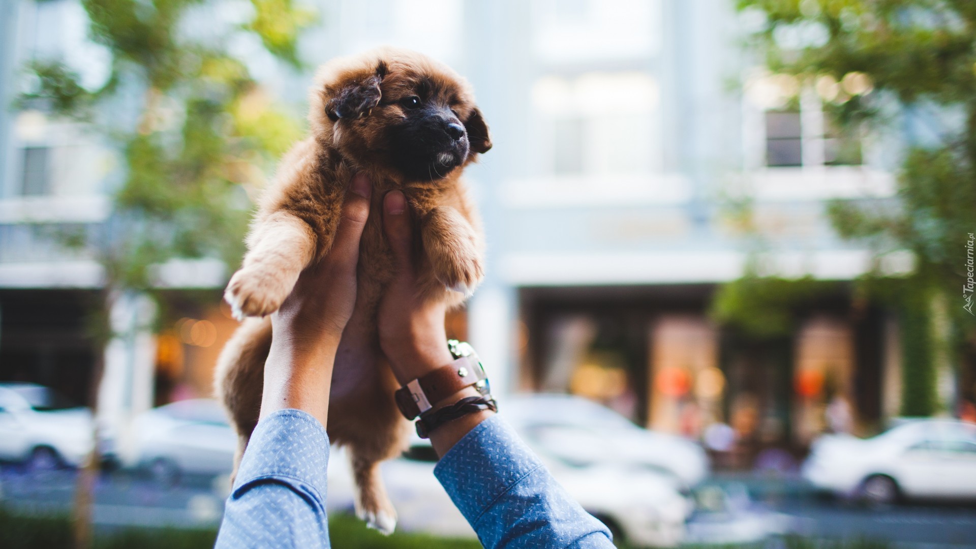 Szczeniak, Leonberger, Ręce