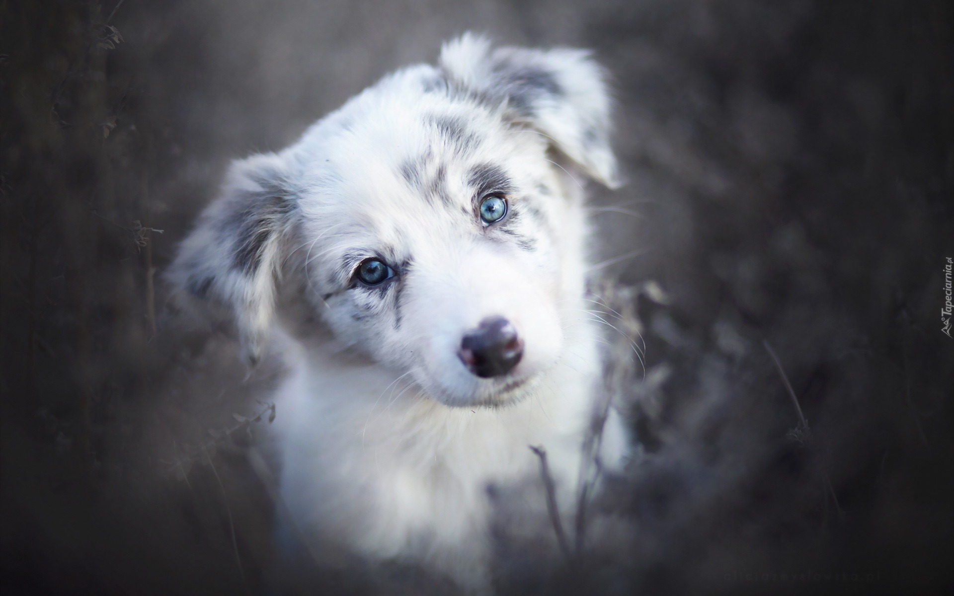 Border collie, Szczeniak