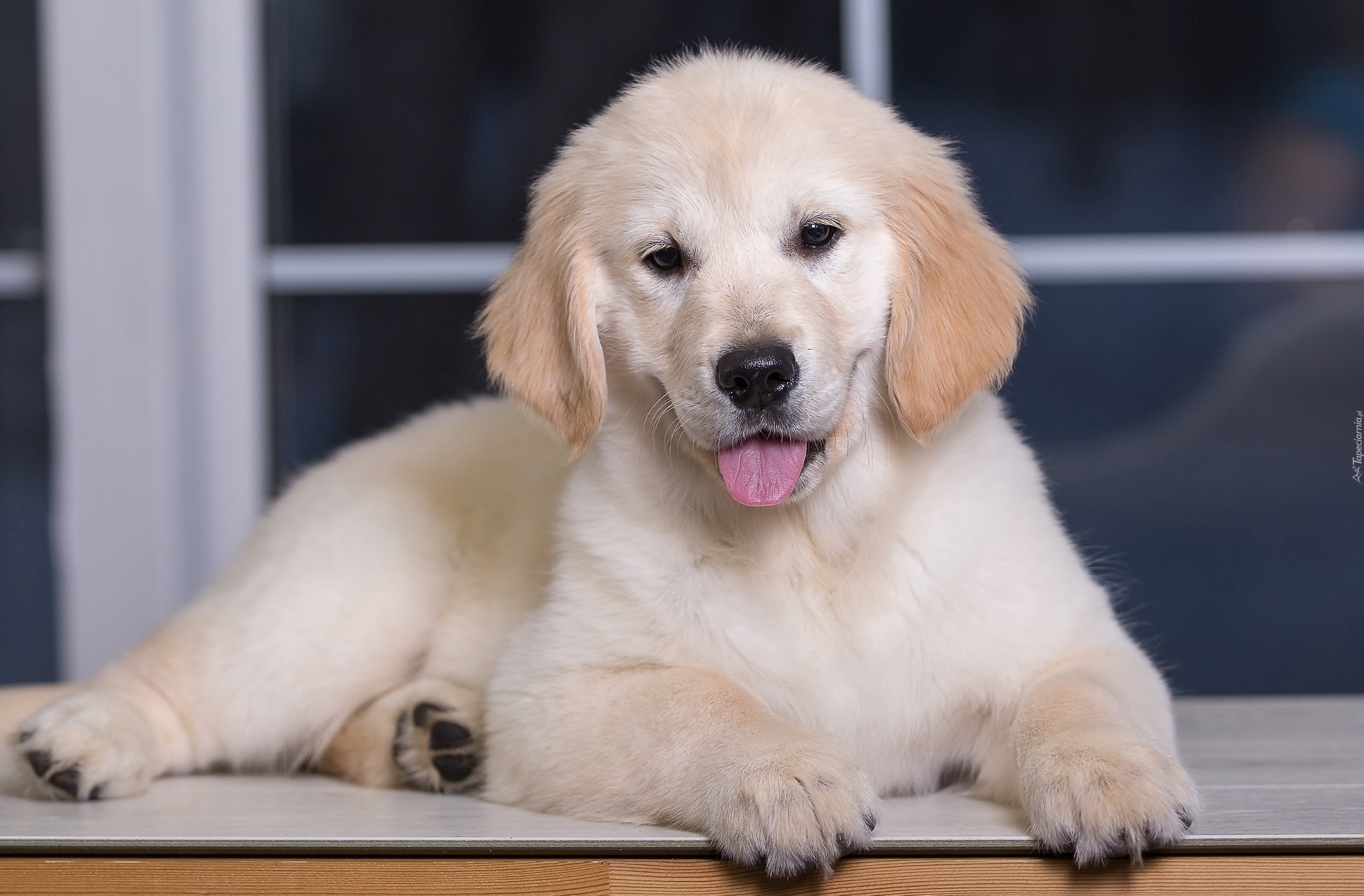 Szczeniak, Golden retriever, Język, Okno