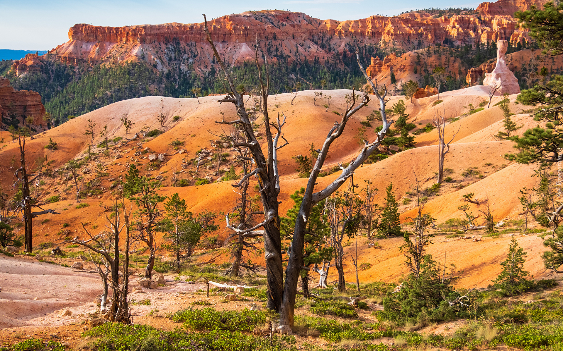 Stany Zjednoczone, Utah, Park Narodowy, Bryce Canyon, Drzewa, Piasek, Skały