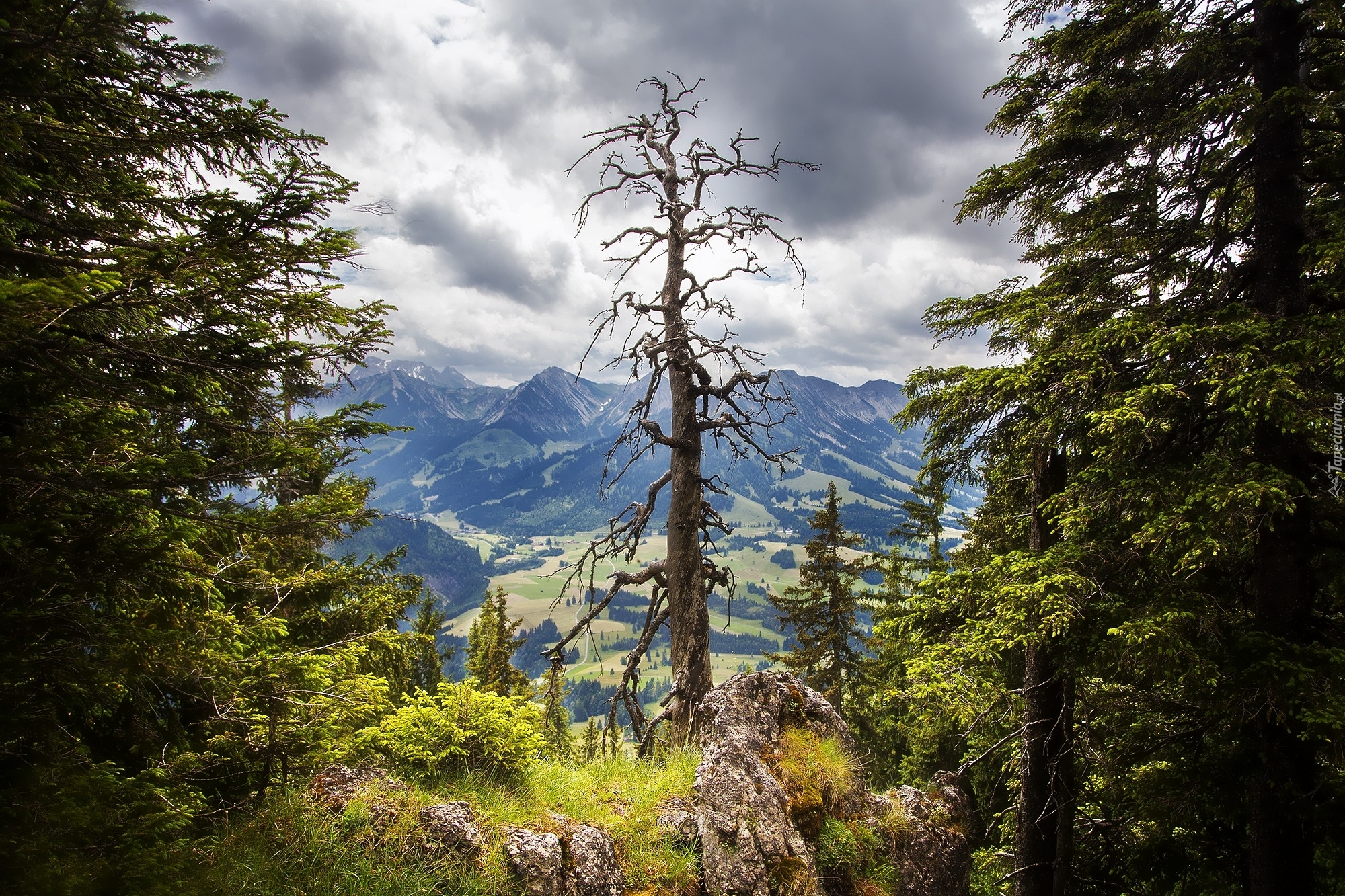 Фото лес и горы. Дерево на фоне гор. Лес горы. Деревья Кавказа. Горные деревья.