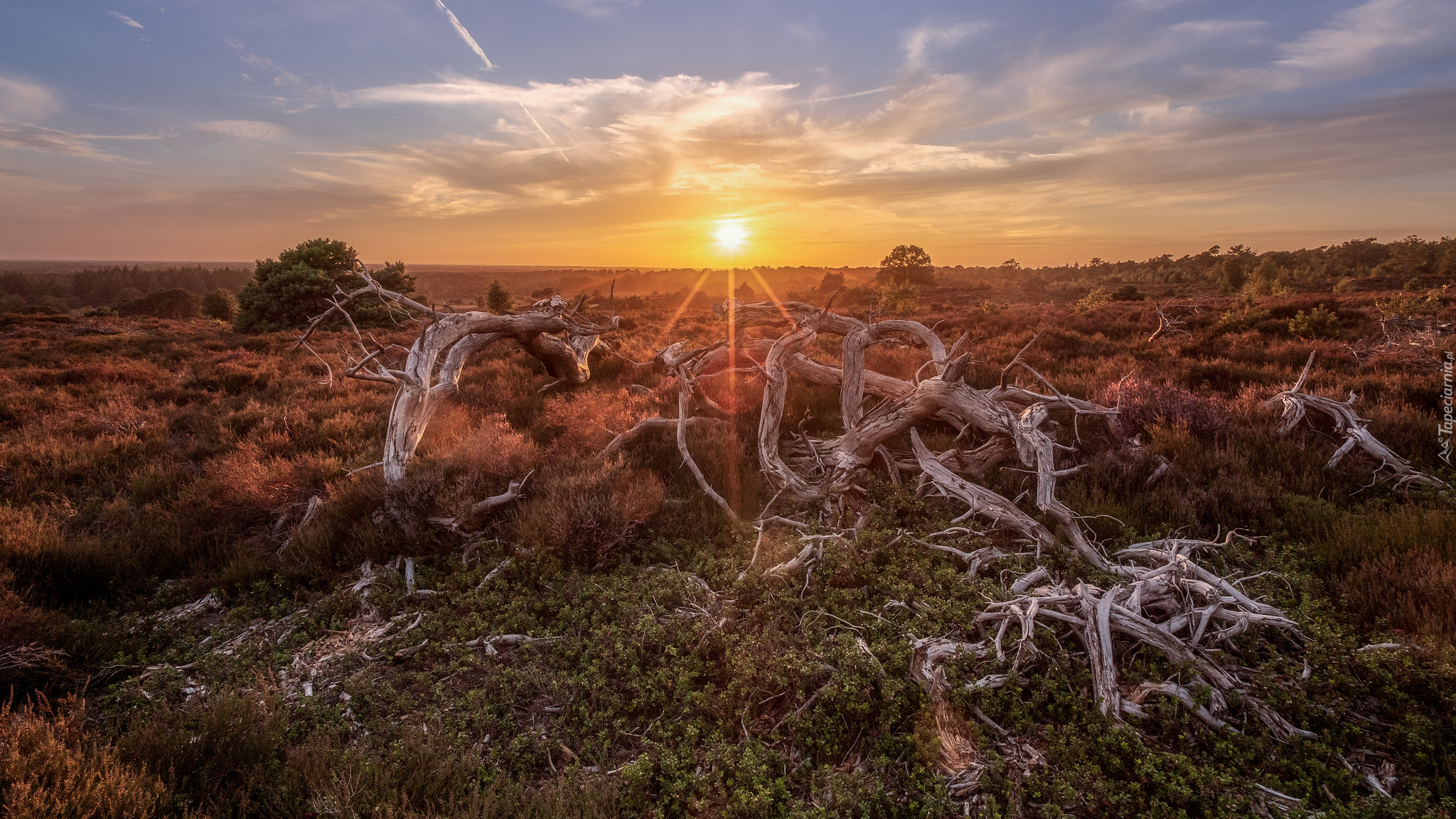 Holandia, Prowincja Overijssel, Holterberg, Wrzosowisko, Suche, Konary, Zachód słońca