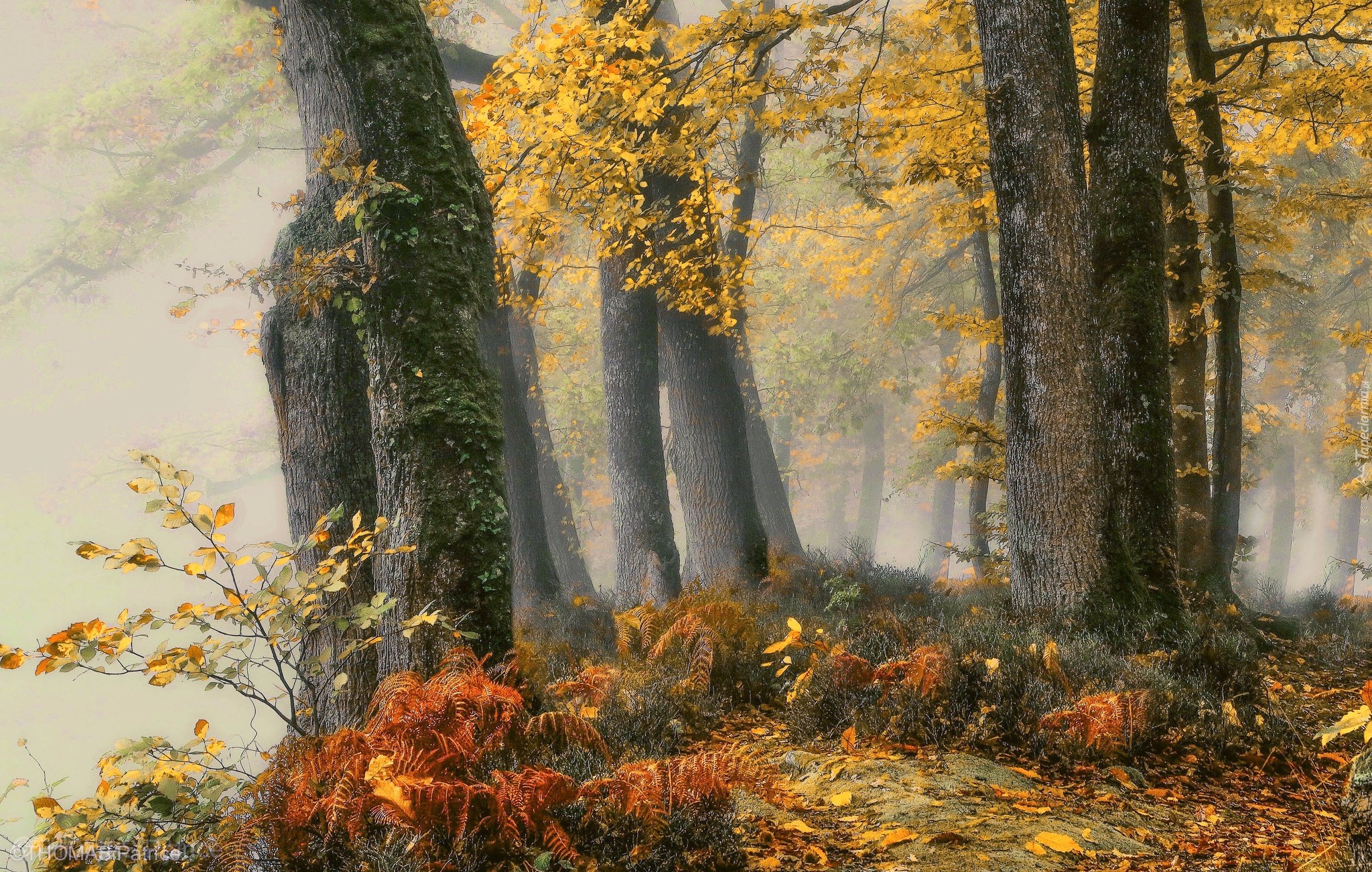 Las, Jesień, Drzewa, Paprocie