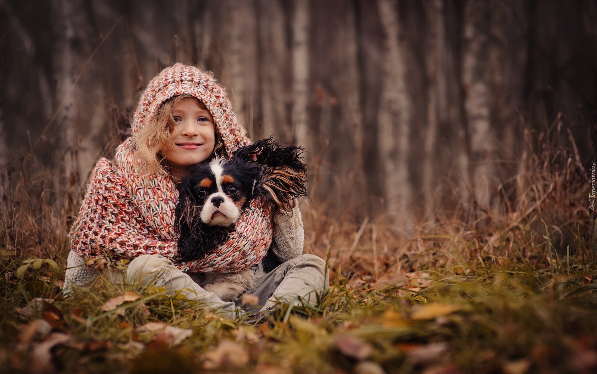 Las, Dziewczynka, Cavalier king charles spaniel