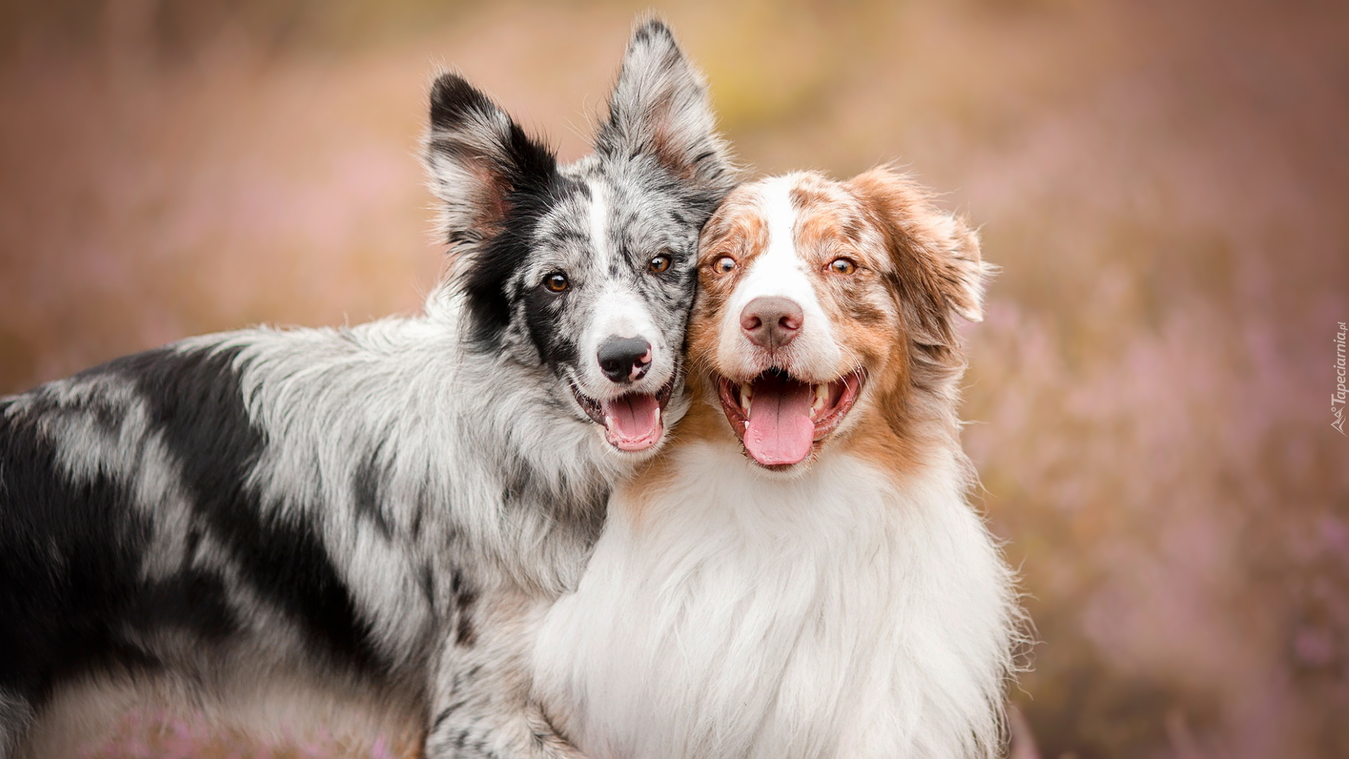 Border collie, Owczarek australijski