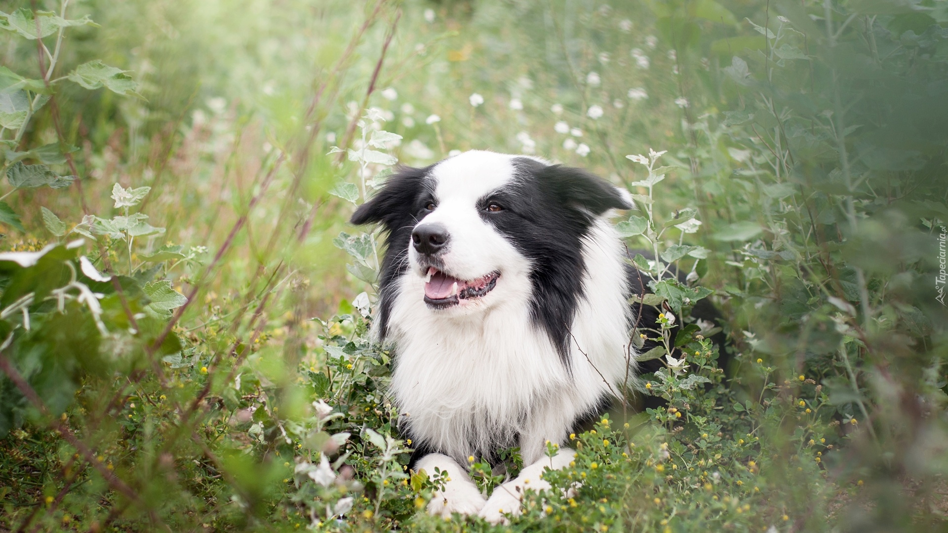 Pies, Border collie, Łąka, Rośliny