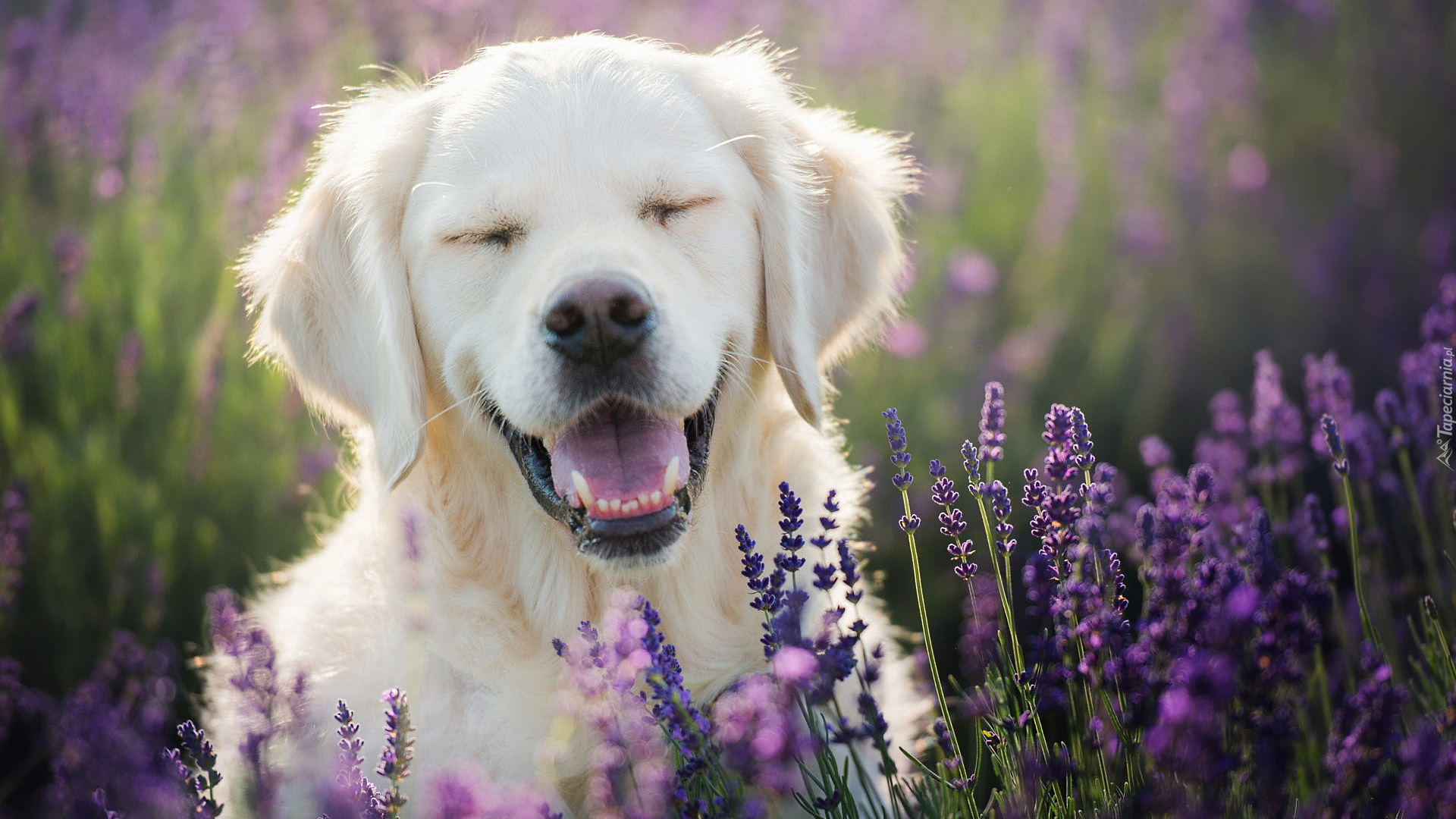 Pies, Golden retriever, Uśmiech, Lawenda