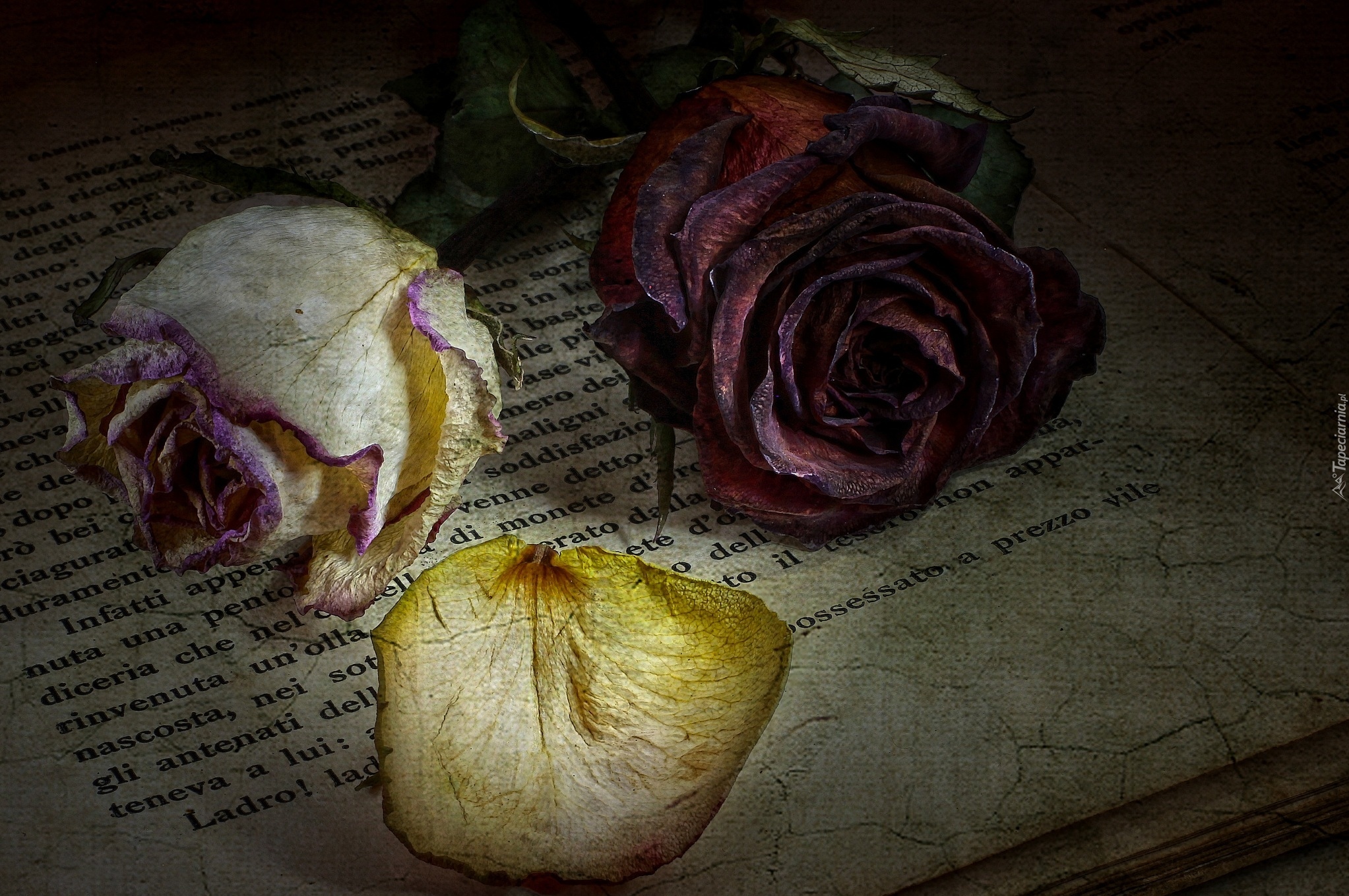 Róże, Płatki, Książka