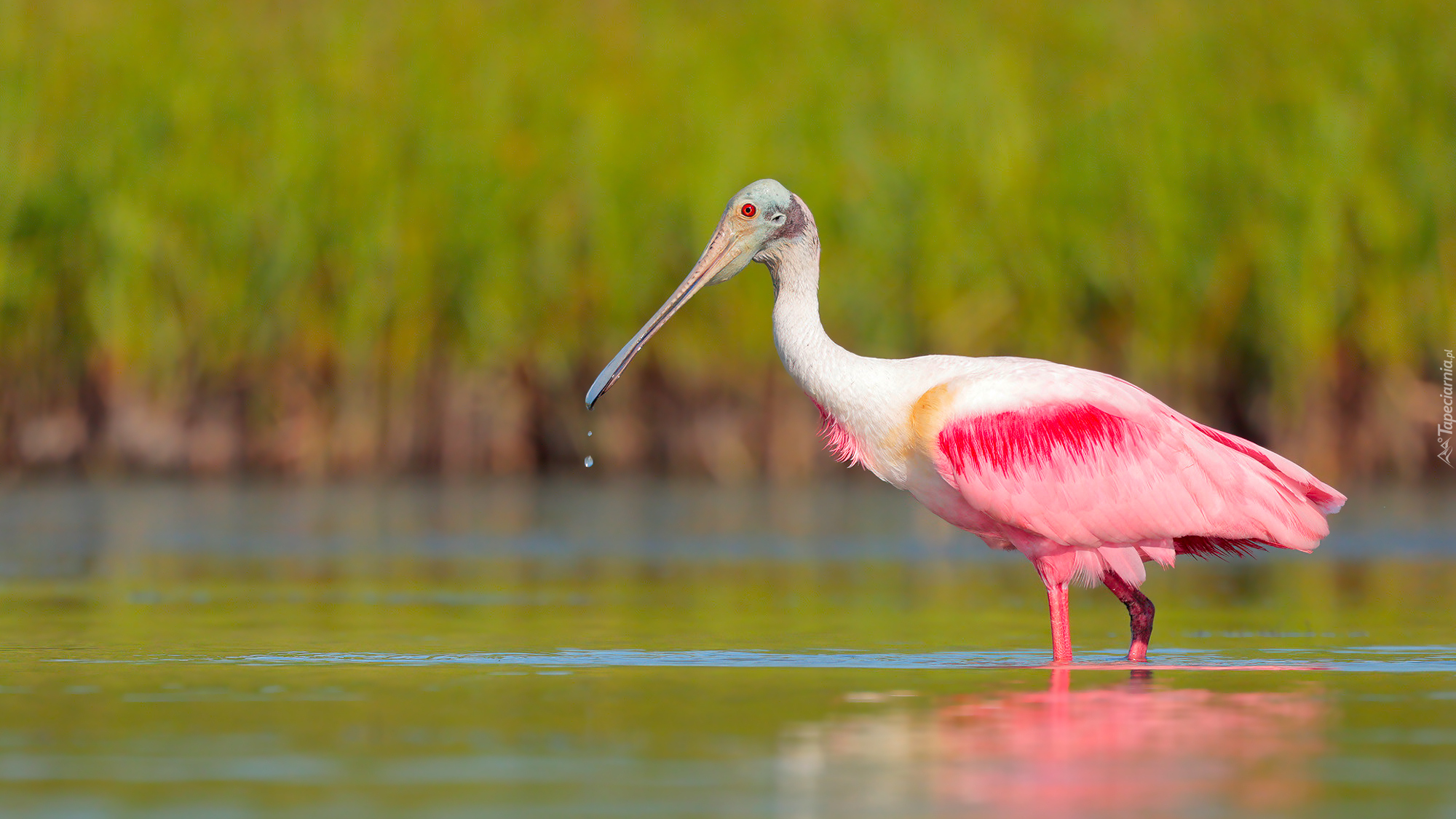 Ptak, Warzęcha różowa, Woda