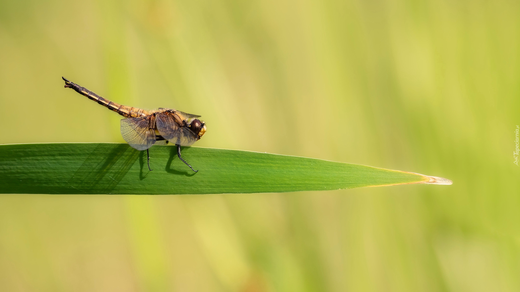 Ważka czteroplama, Libellula quadrimaculata, Trawa, Źdźbło, Zbliżenie