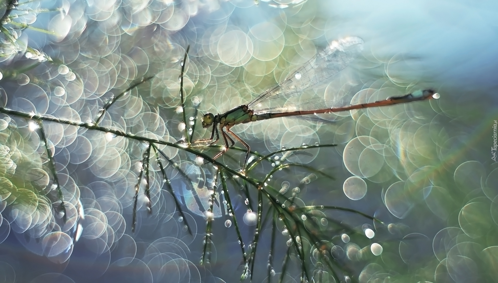 Gałązka, Ważka, Bokeh