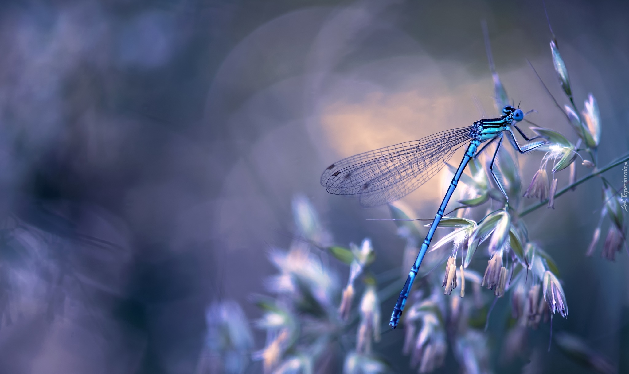 Niebieska, Ważka, Roślinka, Kwiatki, Światło, Bokeh