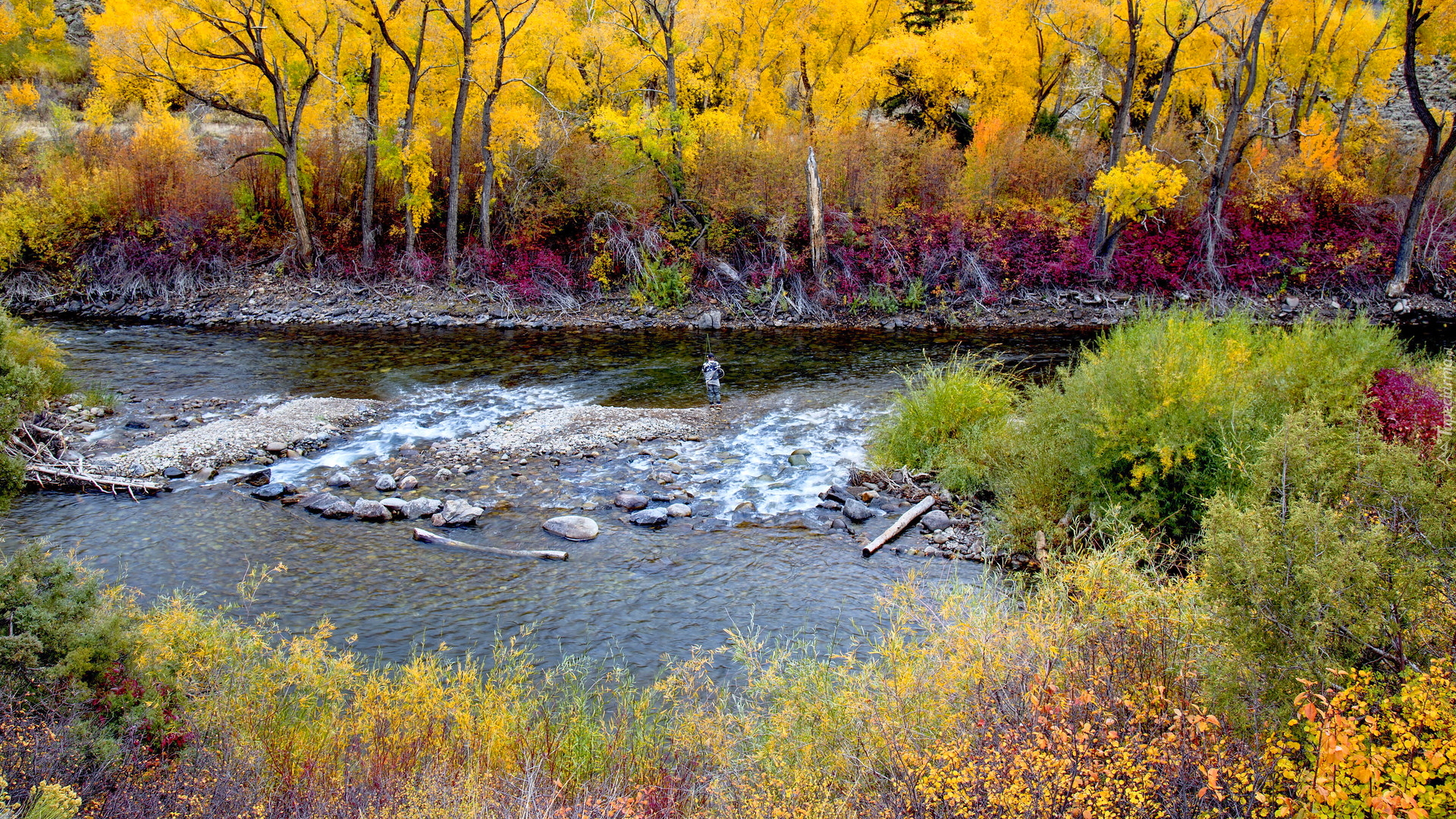 Jesień, Rzeka, Gunnison River, Kolorowe, Rośliny, Pożółkłe, Drzewa, Wędkarz, Kolorado, Stany Zjednoczone