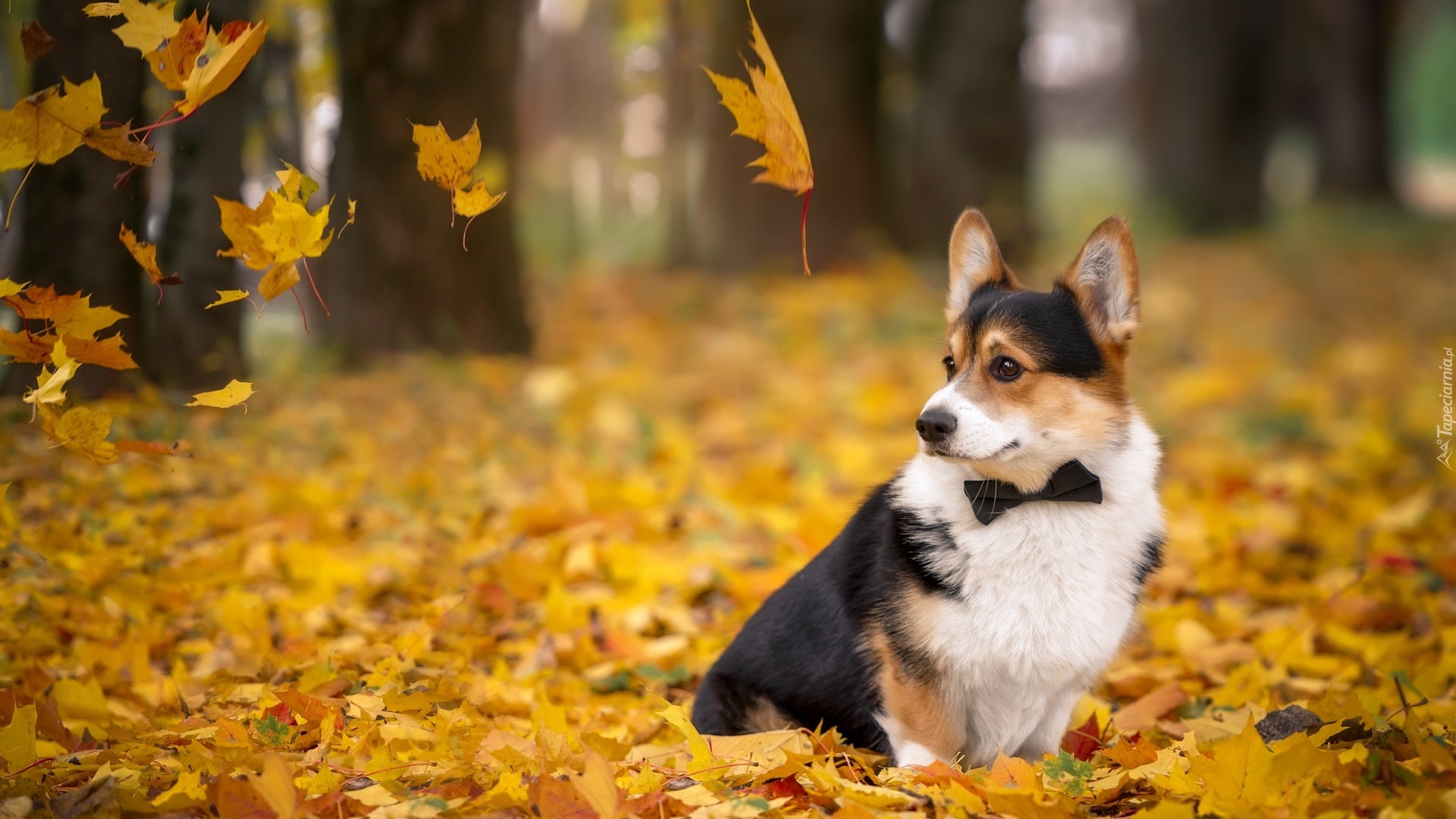 Pies, Welsh corgi cardigan, Liście