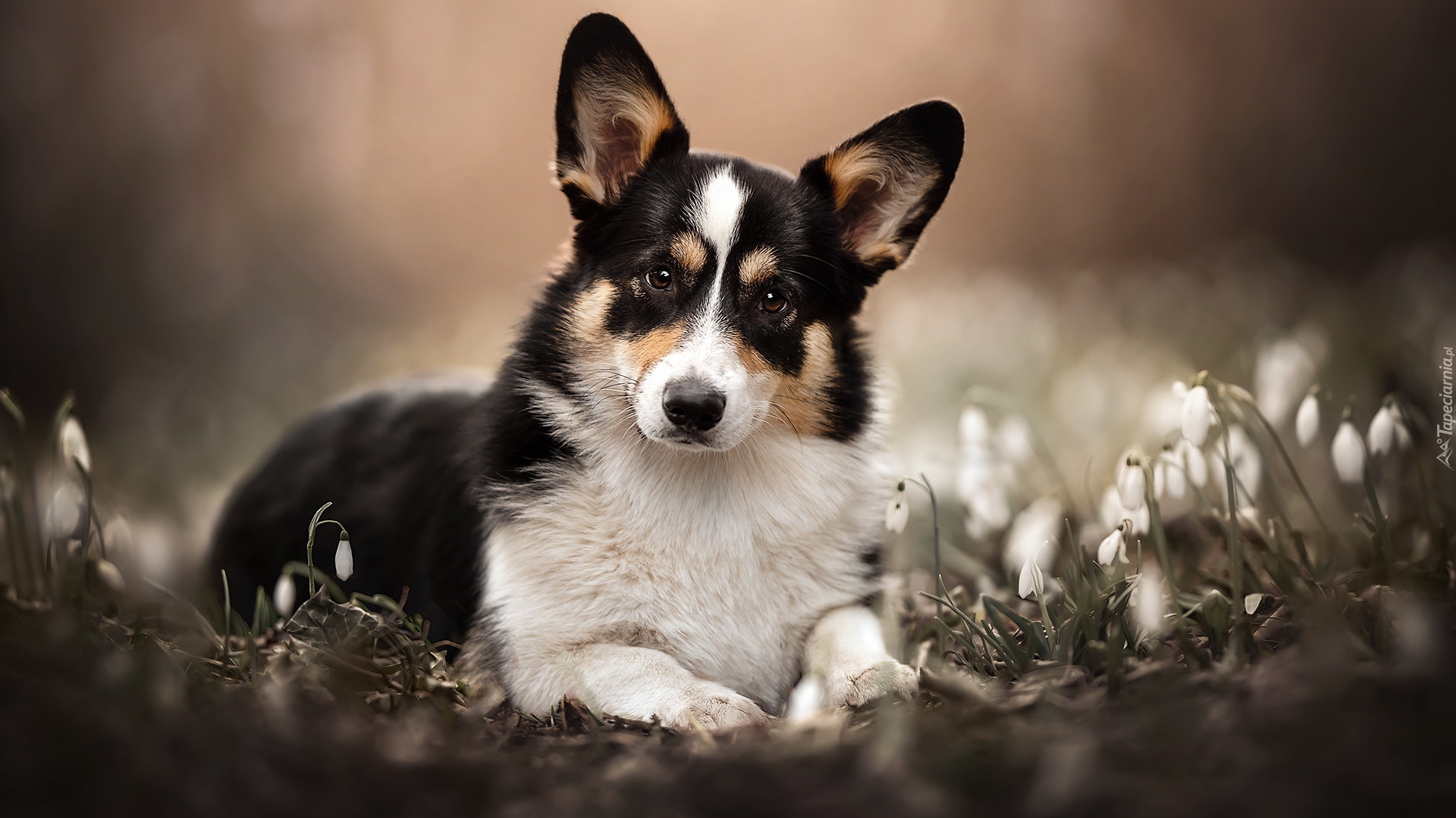 Pies, Welsh corgi cardigan, Przebiśniegi