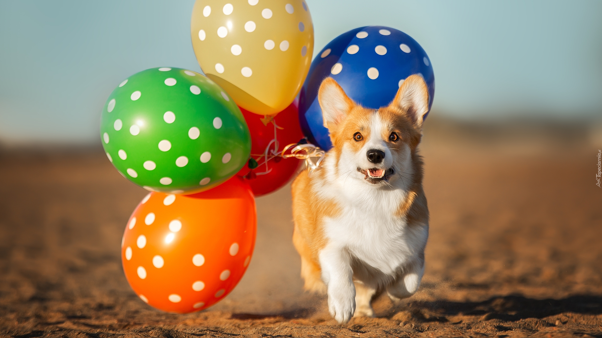 Pies, Welsh corgi pembroke, Balony, Piasek