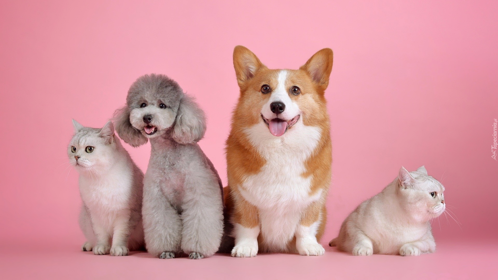 Dwa, Koty, Psy, Welsh corgi pembroke, Pudel