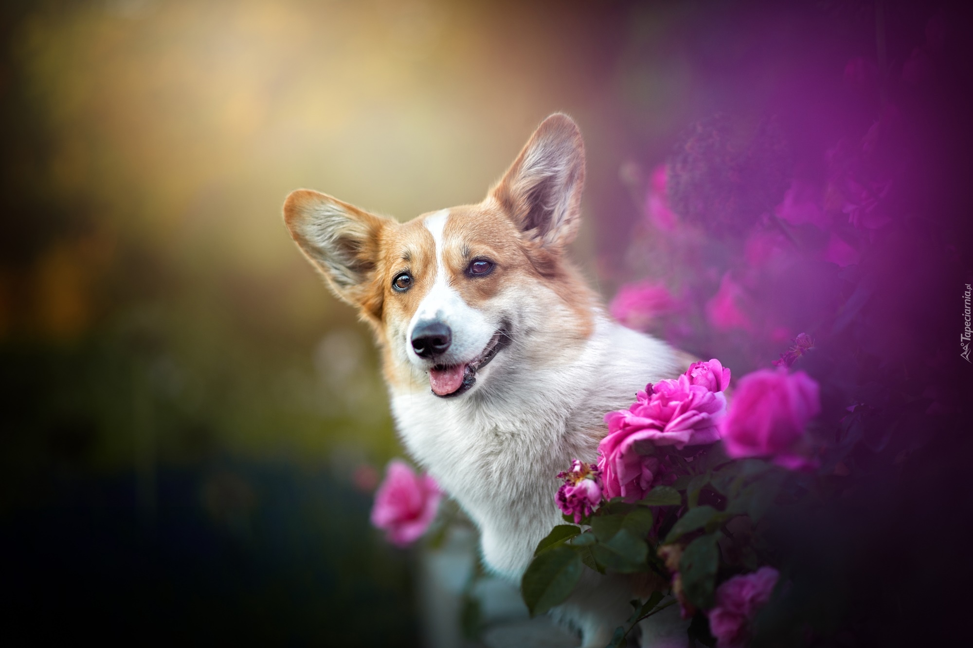 Welsh corgi pembroke, Kwiaty, Różowe, Róże