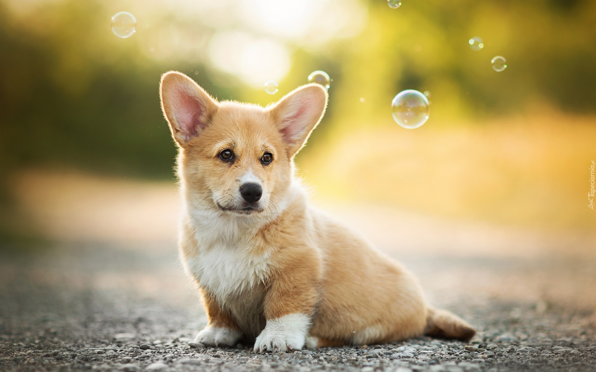 Welsh corgi pembroke, Szczeniak, Bańki